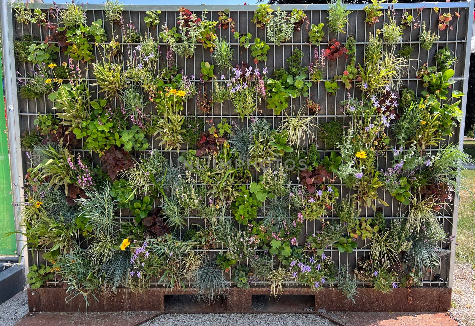 Planted privacy walls with foil or as gabbione can be seen more and more often in gardens. Planted privacy walls with foil or as gabbiones are often seen in gardens