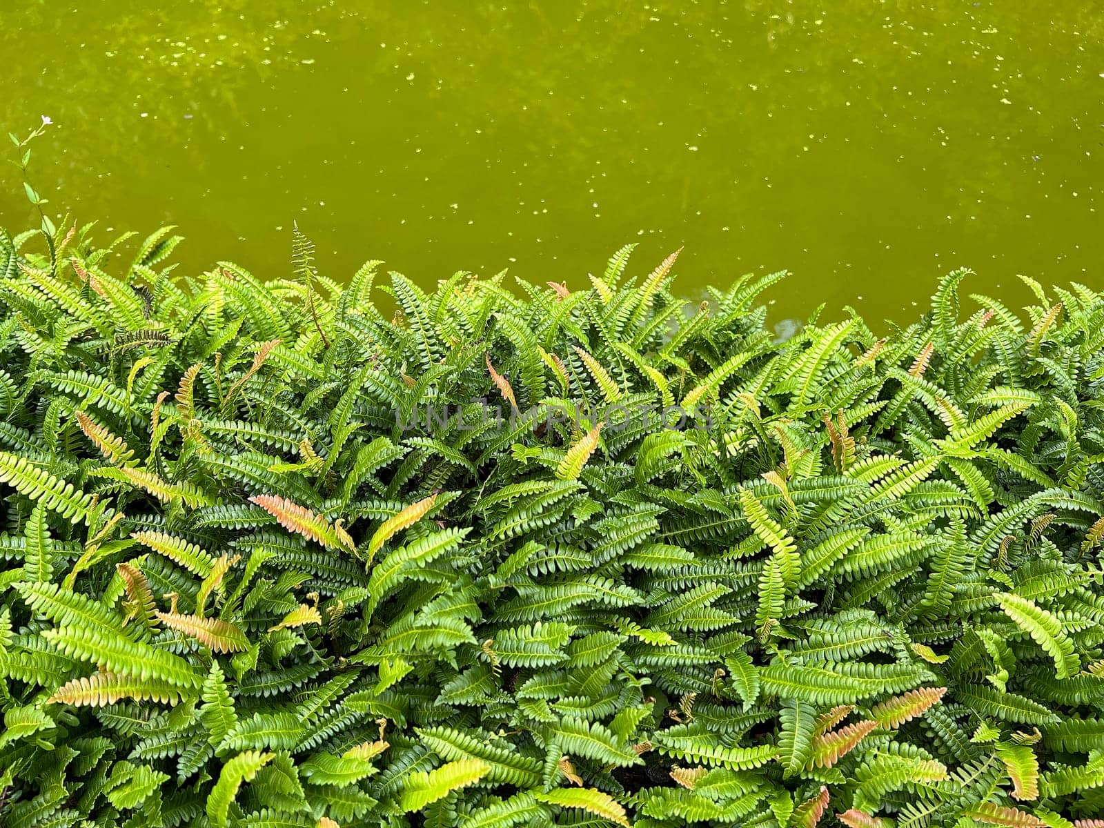 Ribbed fern,Blechnum capense is an attractive fern species for any shade garden. Rib fern,Blechnum capense,is an attractive fern species for any shade garden. Ribbed fern,Blechnum capense is an attractive fern species for any shade garden. Rib fern,Blechnum capense,is an attractive fern species for any shade garden.