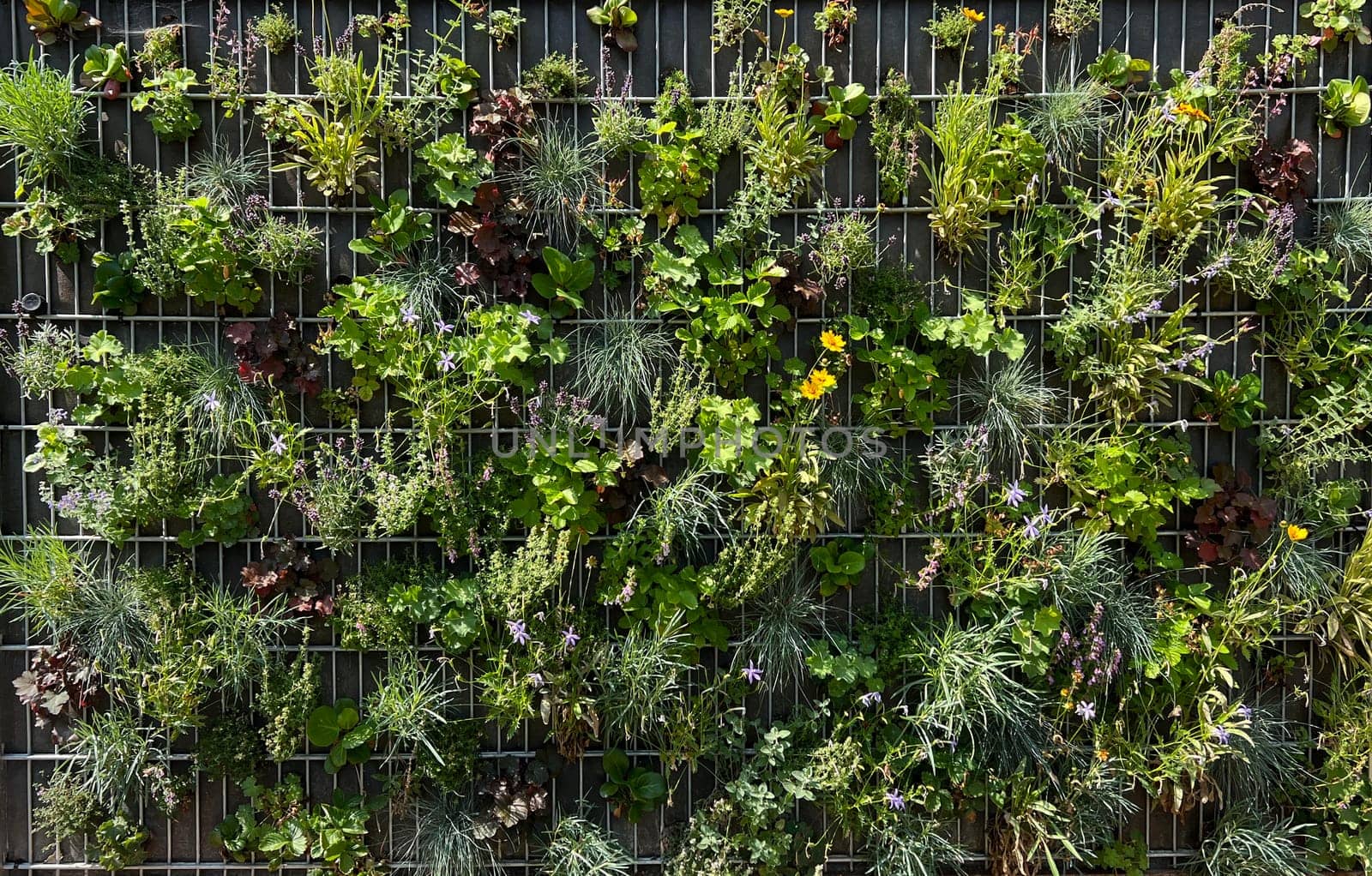 Planted privacy walls with foil or as gabbione can be seen more and more often in gardens. Planted privacy walls with foil or as gabbiones are often seen in gardens