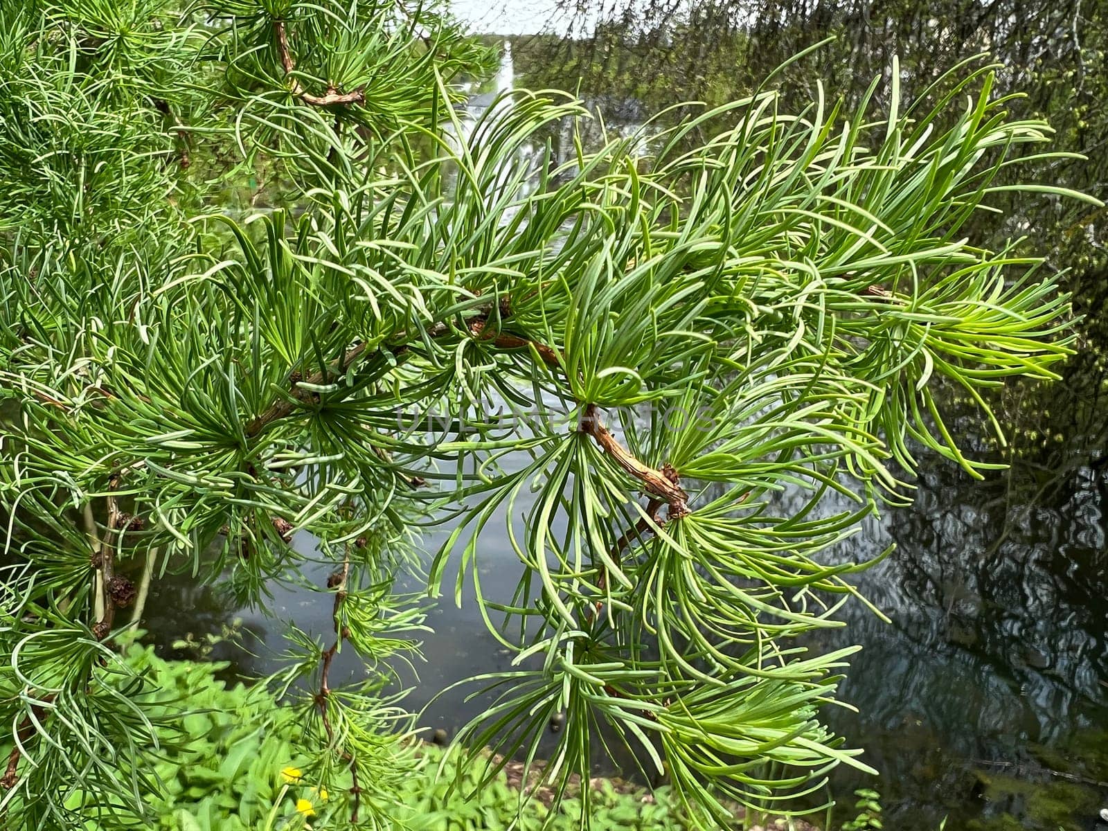 Corkscrew Laerche,Larix kaempferi,Diana,loosens up the garden with its irregular growth. Corkscrew larch,Larix kaempferi,Diana,loosens up the garden with its irregular growth