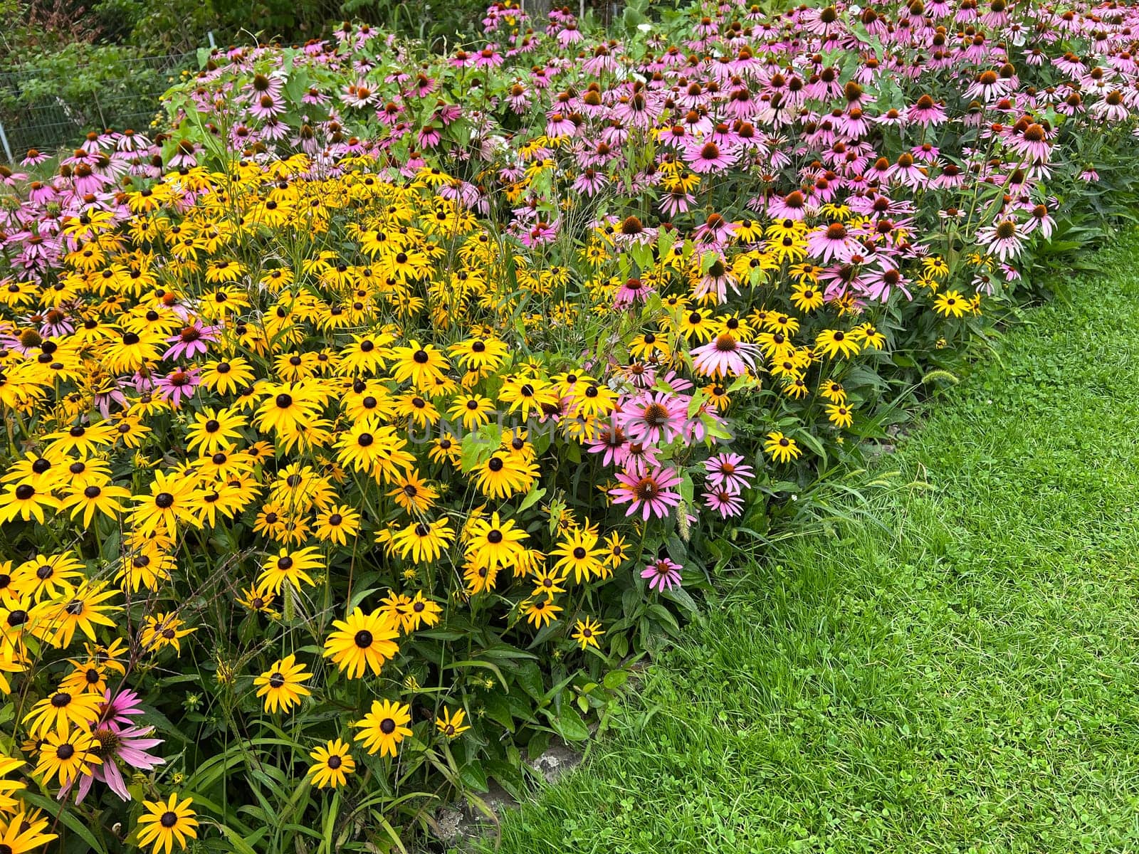 Coneflower,Rudbeckia hirta,is an important medicinal plant and a flower with yellow flowers. It is a beautiful perennial plant and is also used in medicine. Coneflower,Rudbeckia hirta,is an important medicinal plant and a flower with yellow flowers. It is a beautiful perennial plant and is also used in medicine.
