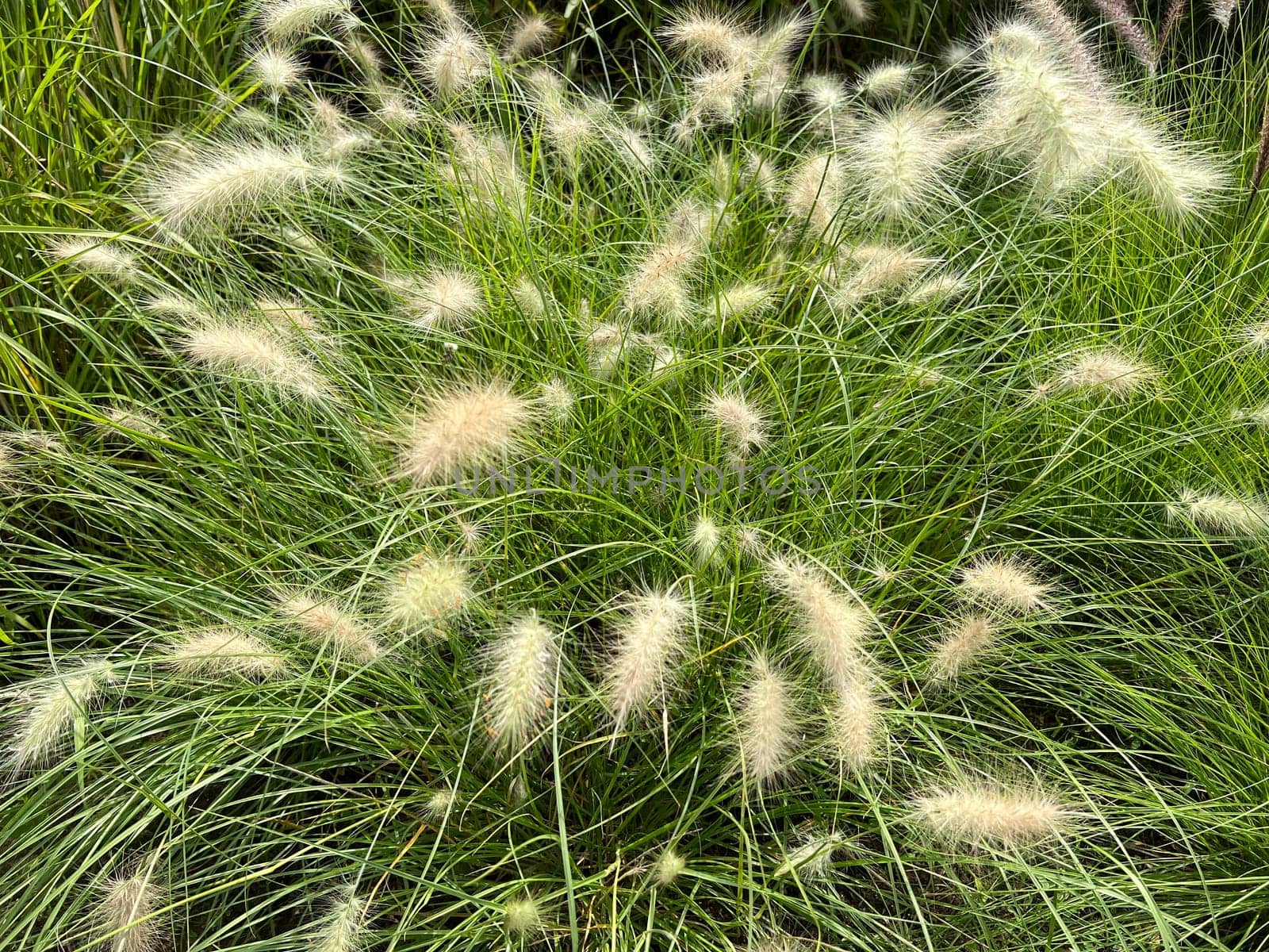 Lampshade grass,feather bristle grass Pennisetum,is a beautiful grass perennial,with feather-like bristles in autumn. Lamp cleaner grass,feather bristle grass pennisetum,is a beautiful grass perennial with feather-like bristles in autumn.