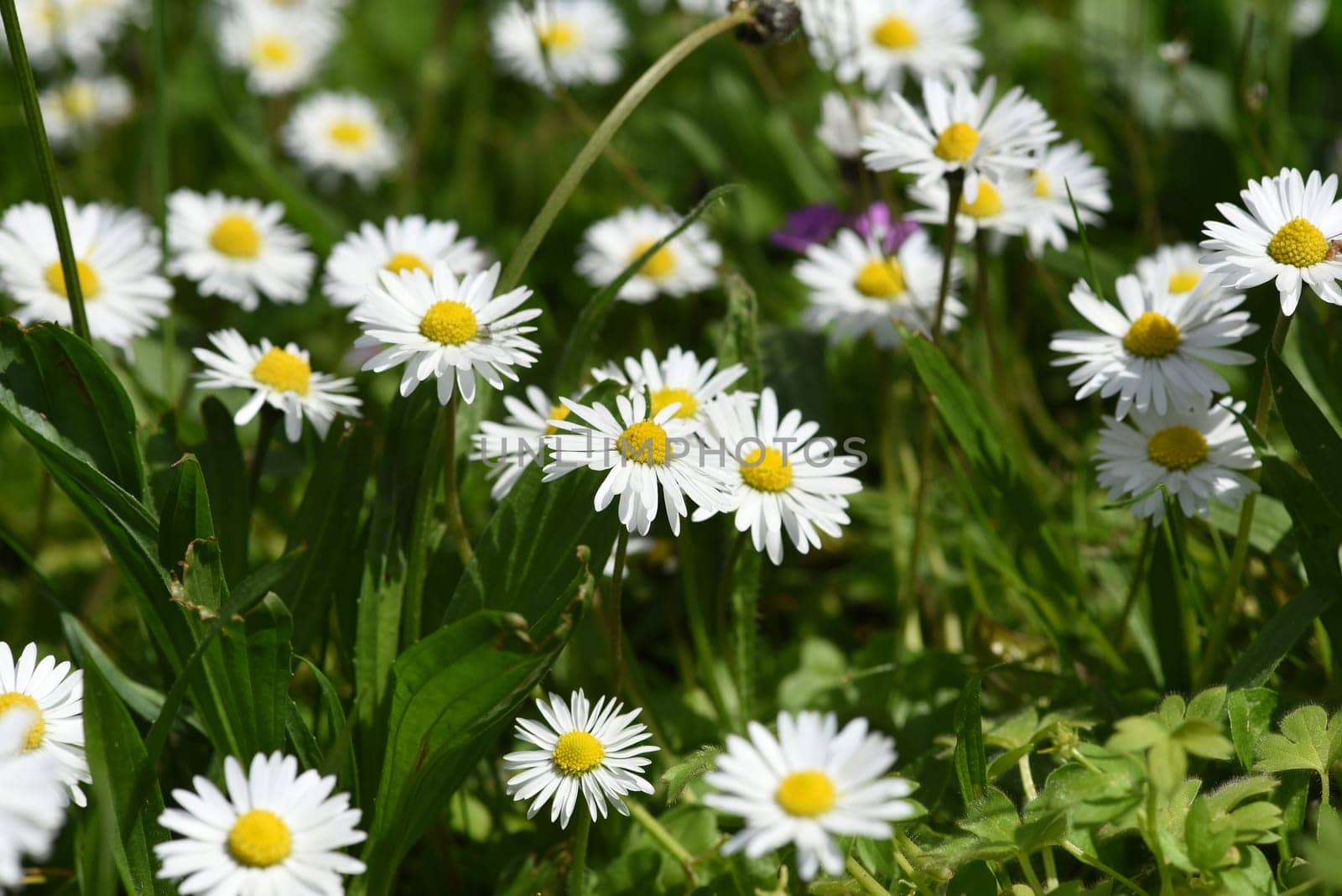 Bellium bellidioides,also known as spatula geese blues,is a species of plant in the genus Geensebluemchen. Dwarf daisy,Bellium bellidioides also called spatula daisy,is a species of plant in the genus daisy.