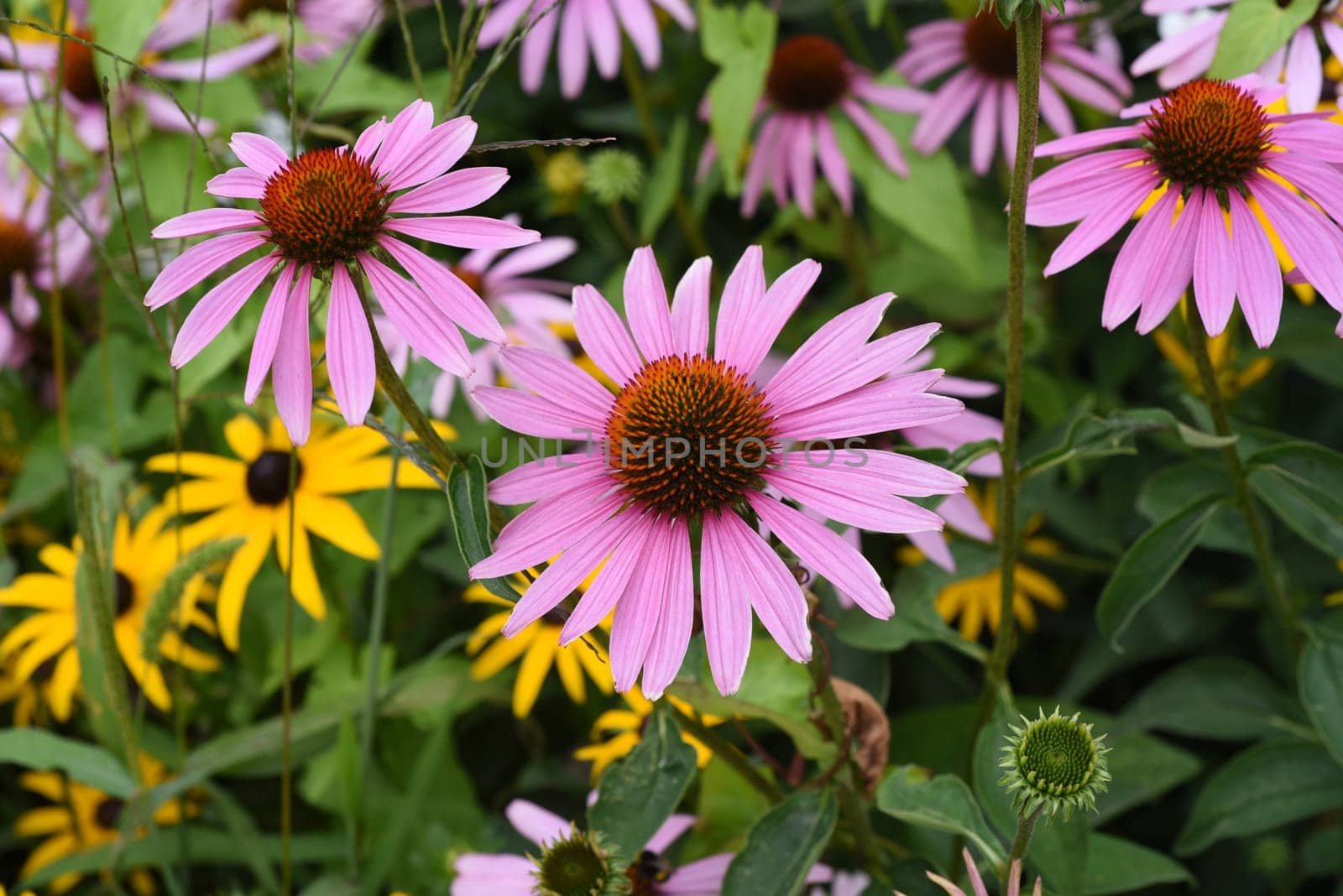 Echinacea purpurea is an important medicinal plant and a fragrant plant with red flowers. It is a beautiful perennial plant and is often planted in the garden. Red coneflower,Echinacea purpurea,is an important medicinal herb and an aromatic plant with red flowers. It is a beautiful perennial plant and is often planted in the garden.