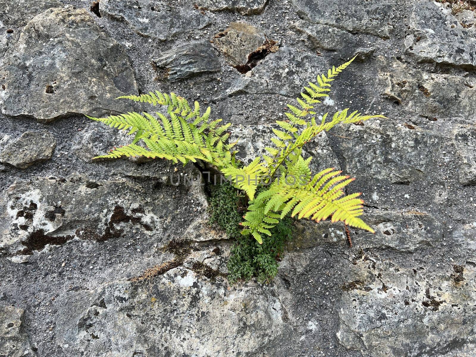Worm fern,Dryopteris filix-mas,is a poisonous forest plant that is also used as a medicinal plant. Worm fern,Dryopteris filix-mas,is a poisonous forest plant that is also used as a medicinal plant