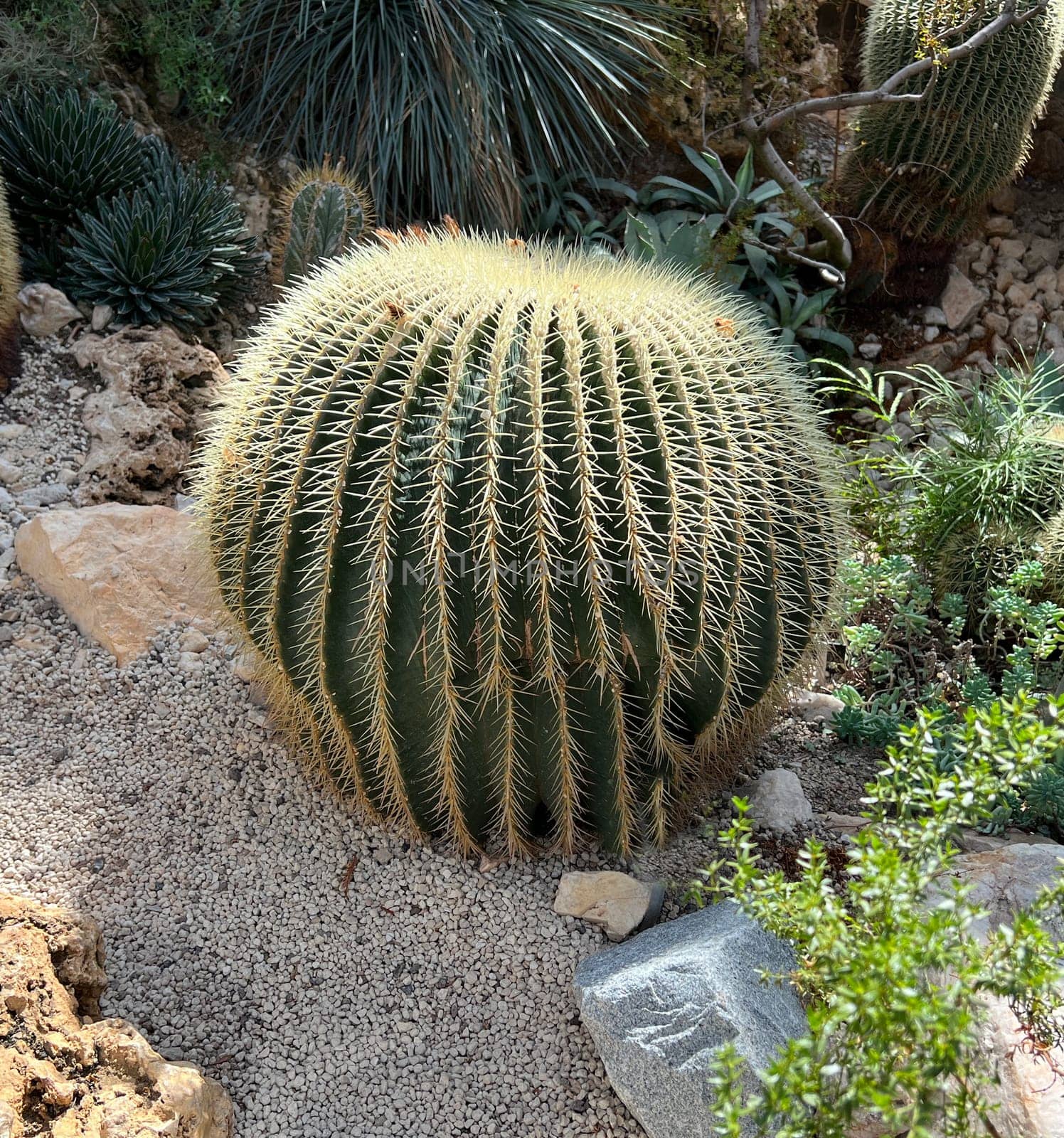 Mother-in-law cactus,Echinocactus grusonii,is one of the particularly easy-care cacti,which also has an interesting appearance. Mother-in-law's chair cactus,Echinocactus grusonii,is one of the particularly easy-care cacti that also has an interesting look
