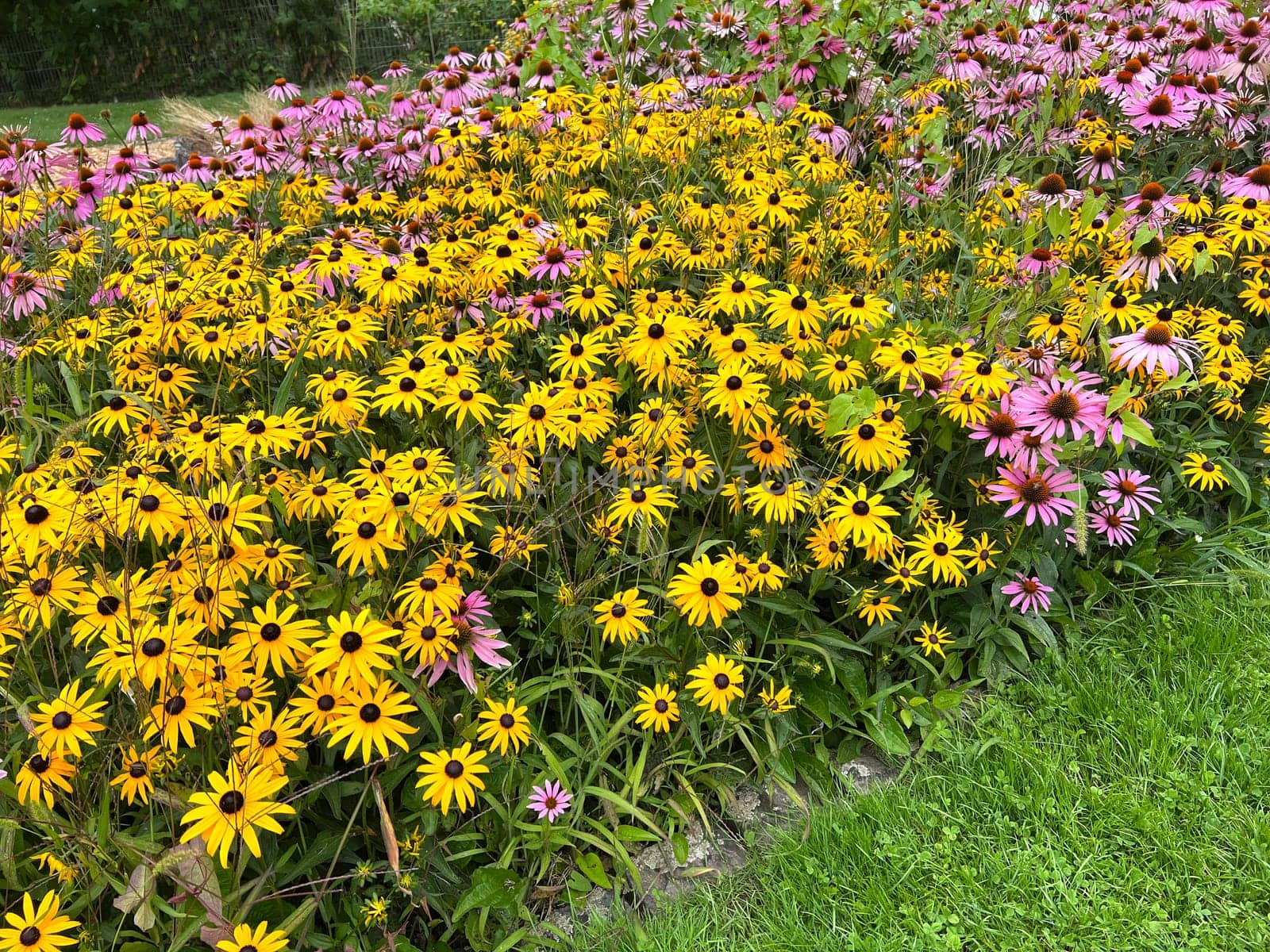 Coneflower,Rudbeckia hirta,is an important medicinal plant and a flower with yellow flowers. It is a beautiful perennial plant and is also used in medicine. Coneflower,Rudbeckia hirta,is an important medicinal plant and a flower with yellow flowers. It is a beautiful perennial plant and is also used in medicine.