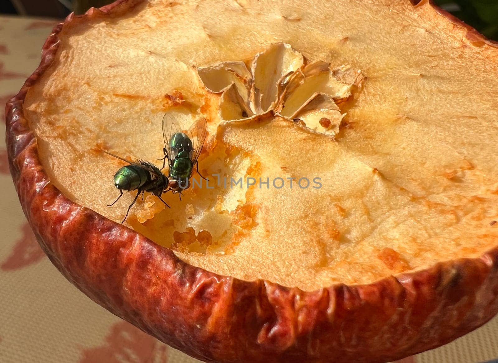 Blowflies,Calliphora,vicina,which crawl over the skin,are not only annoying,but also unhygienic. Blowflies,Calliphora,vicina,crawling over the skin are not only annoying but also unhygienic