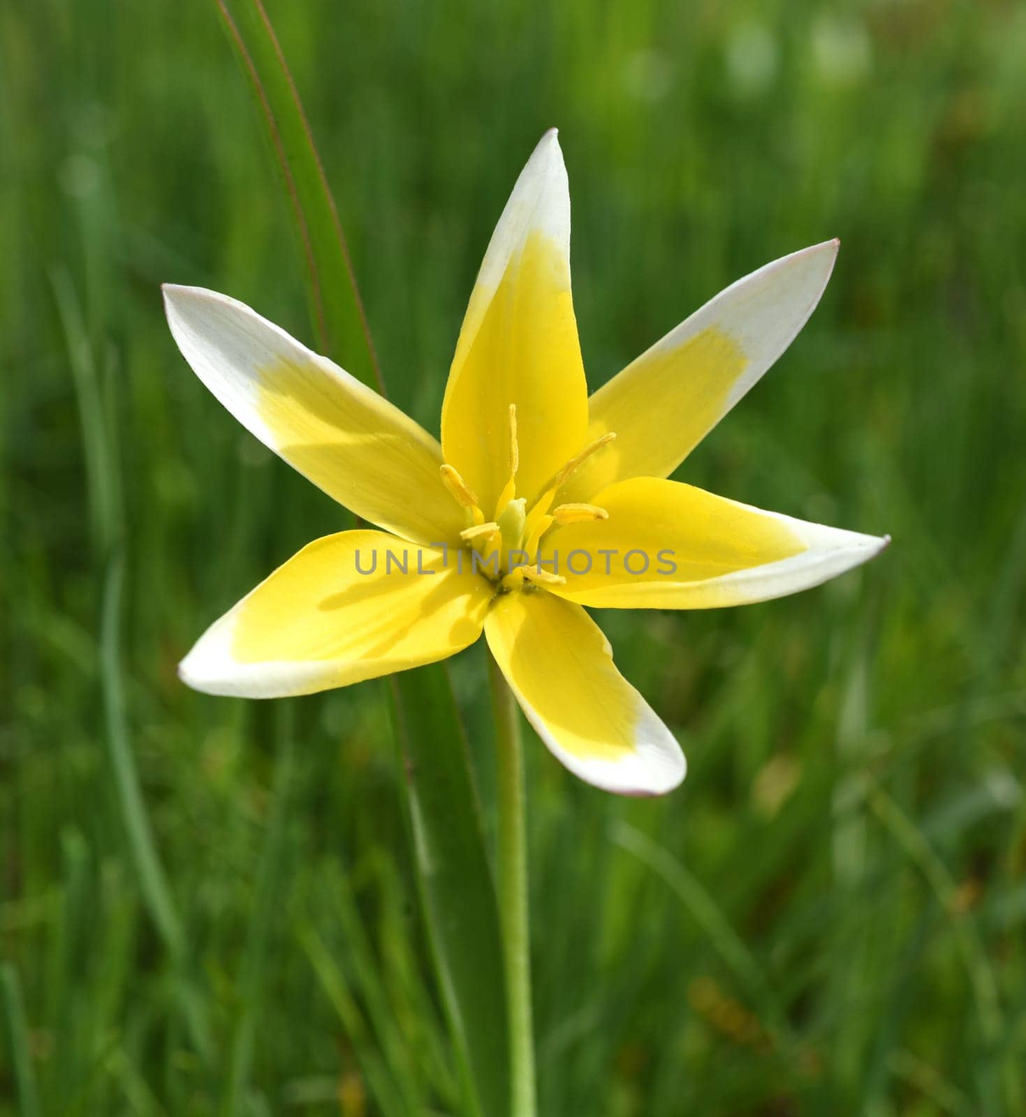 Wild tulips are the ancestors of modern garden tulips. Wild tulips are the ancestors of modern garden tulips