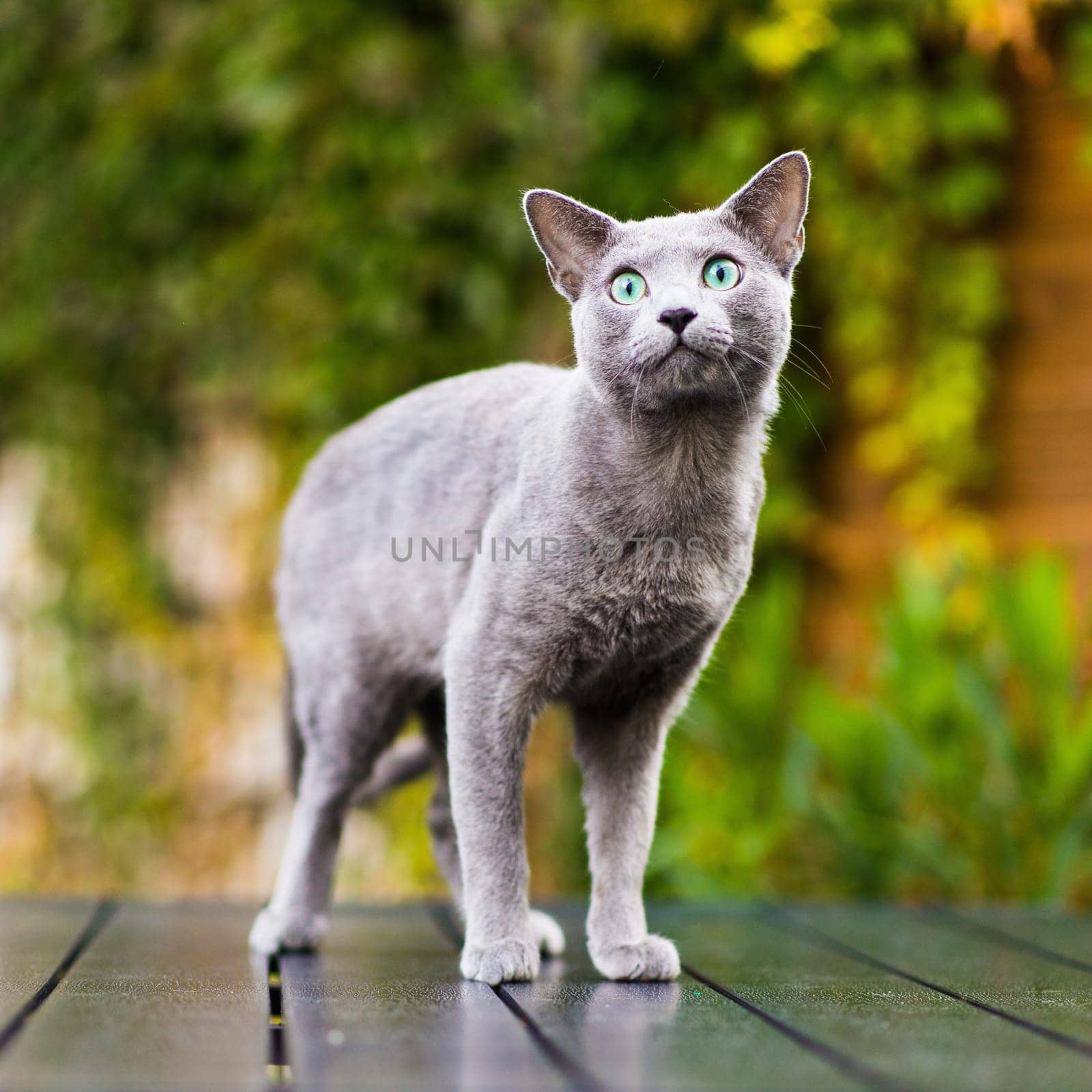 British playful cat on a table outdoors. Gaze, home pet, healthy lifestyle concept.