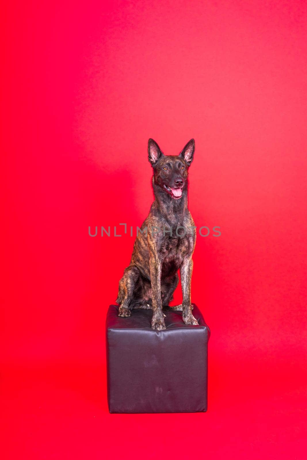 Dutch shepherd dog sitting isolated on dark yellow red background