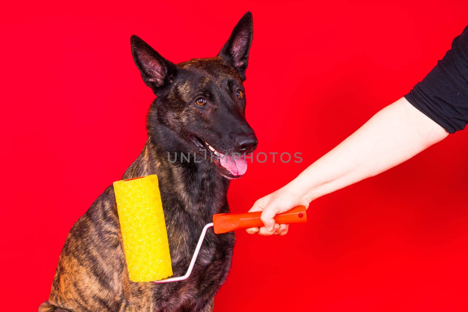 A dog builder is holding roller brush. Red yellow background. Isolated. Dutch shepherd