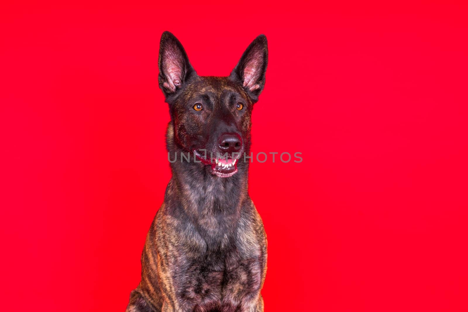 Dutch shepherd dog sitting isolated on dark yellow red background