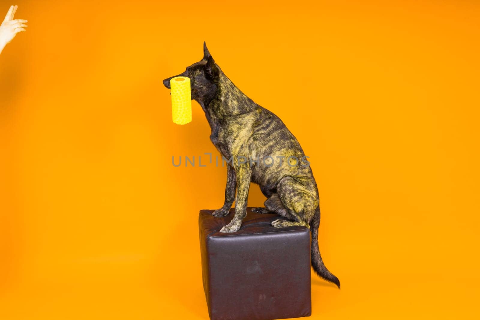 A dog builder is holding roller brush. Red yellow background. Isolated. Dutch shepherd