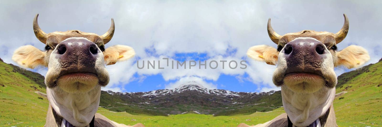 A double cow with horns and bells in the mountains
