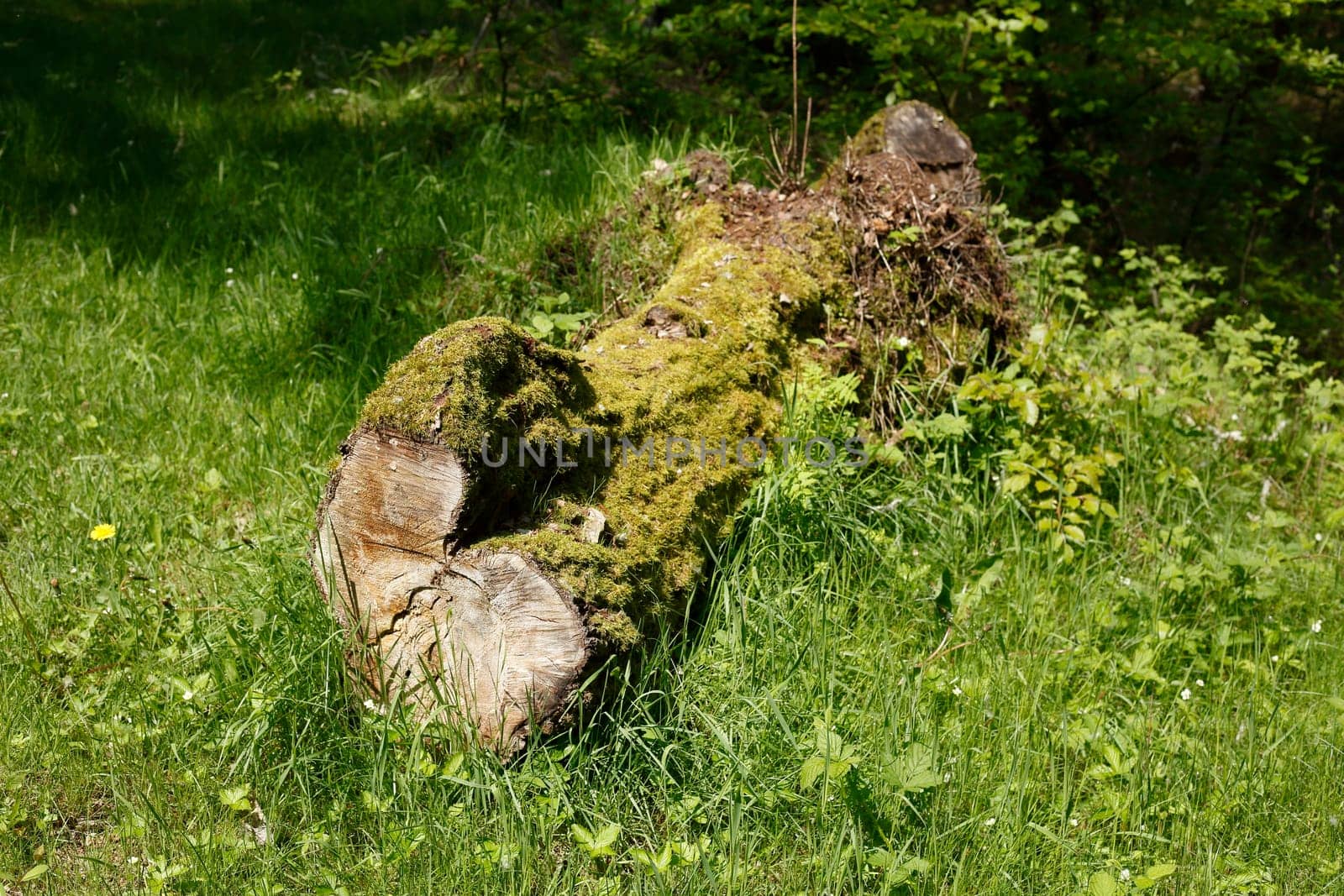 Sawed-off tree trunk lying on a meadow in the forest, Germany