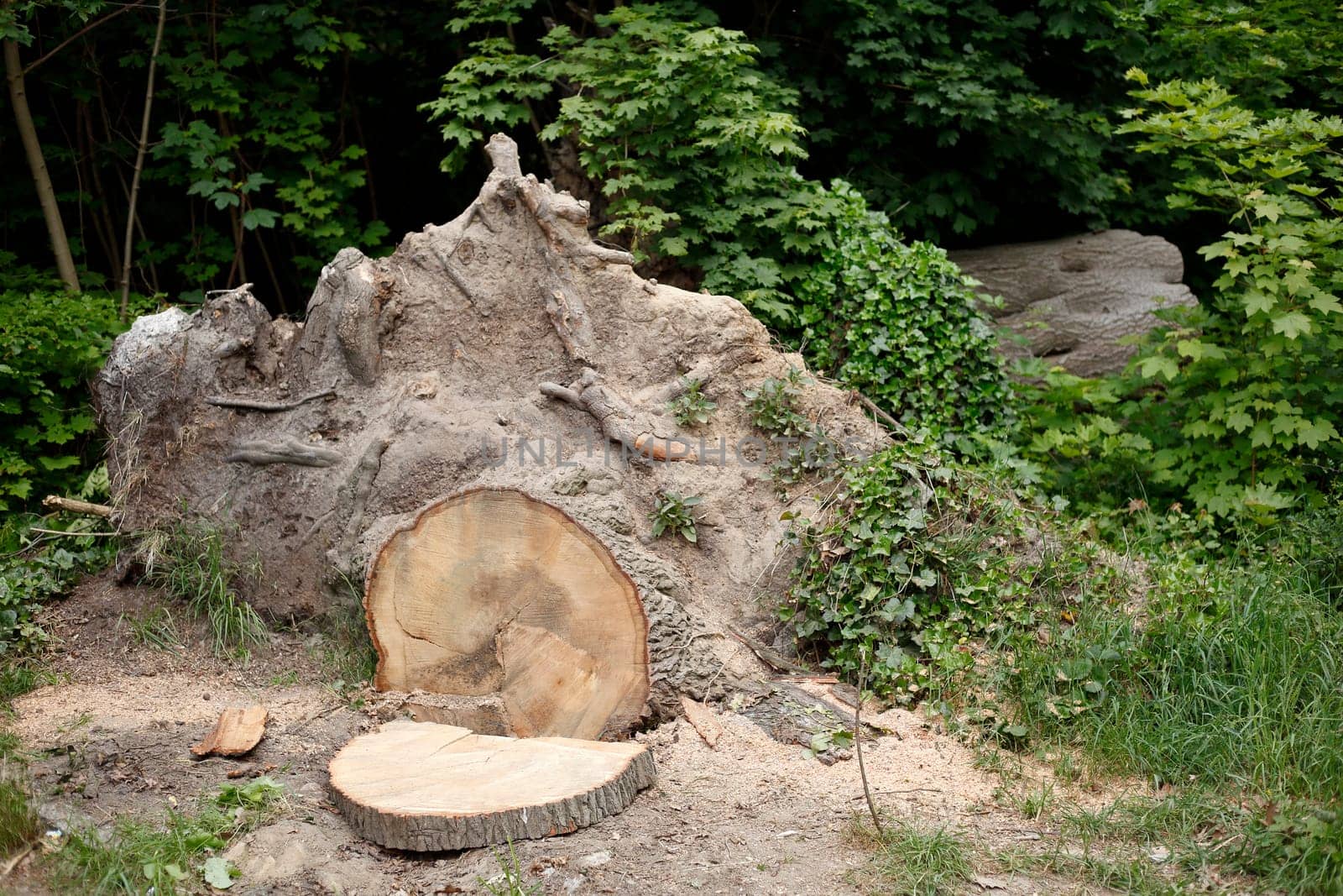 Deadwood, old, gnarled tree stump with tree roots in the forest, Germany