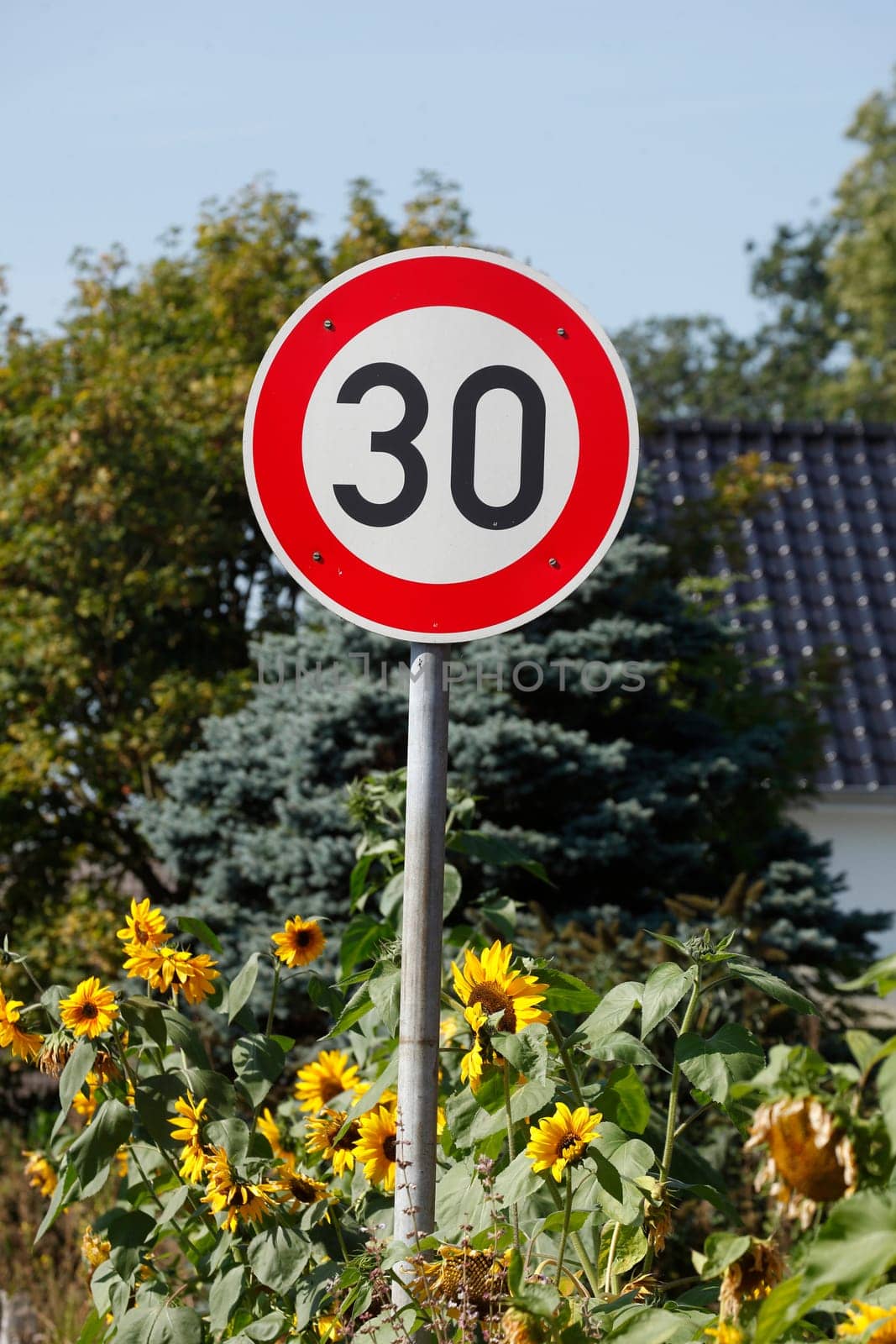 Traffic sign Permitted speed limit Thirty kilometers per hour in a residential area with sunflowers, Germany