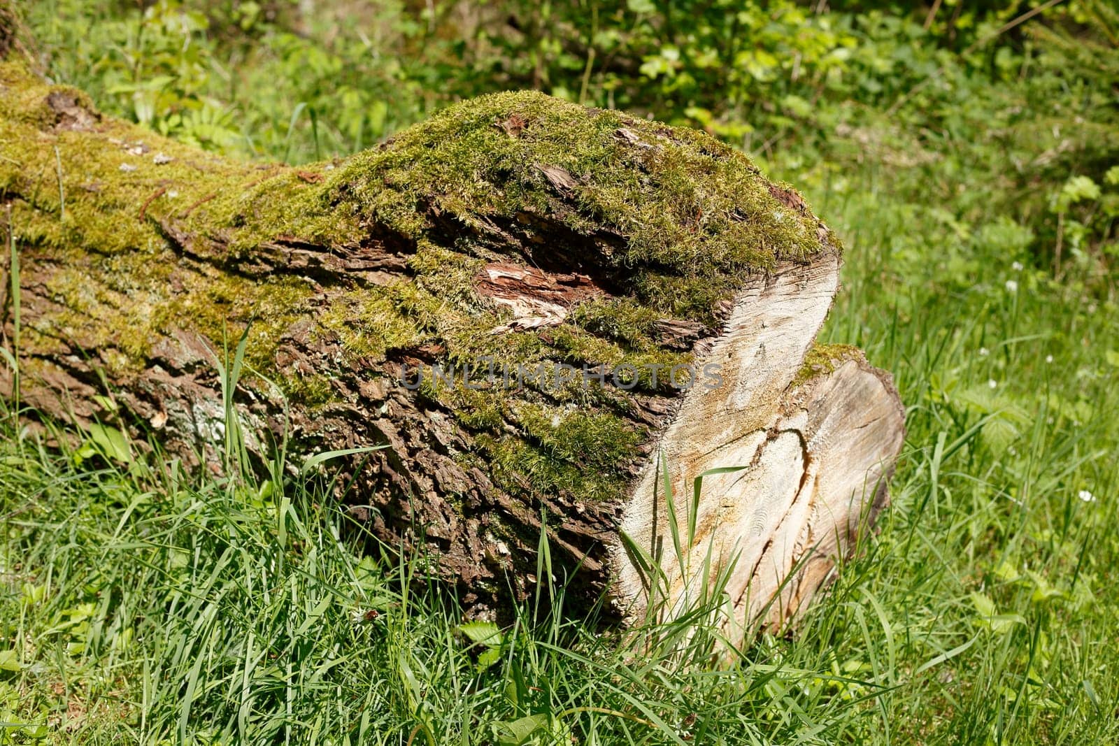 Sawed-off tree trunk lying on a meadow in the forest, Germany