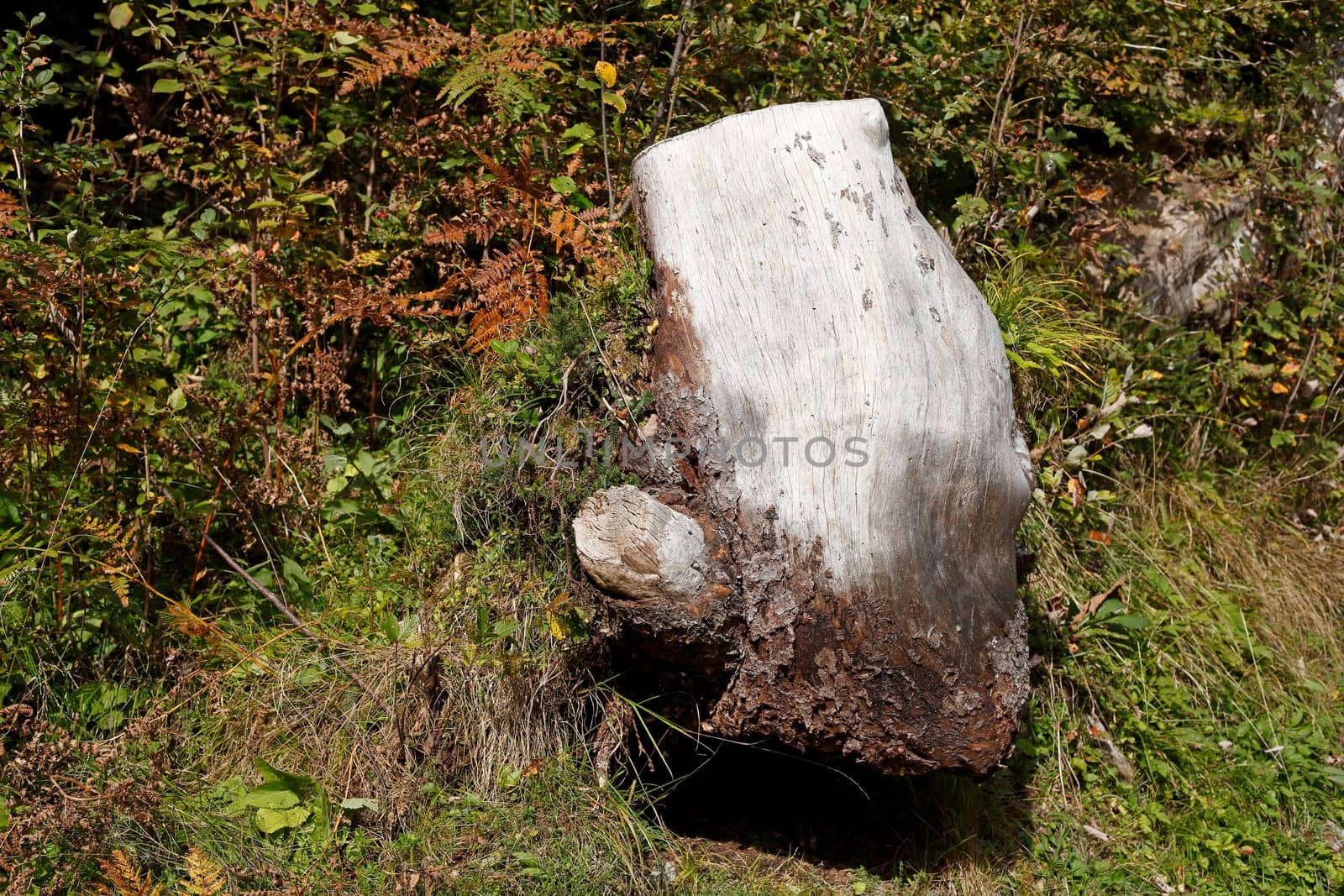 Deadwood, old, gnarled tree stump, Germany