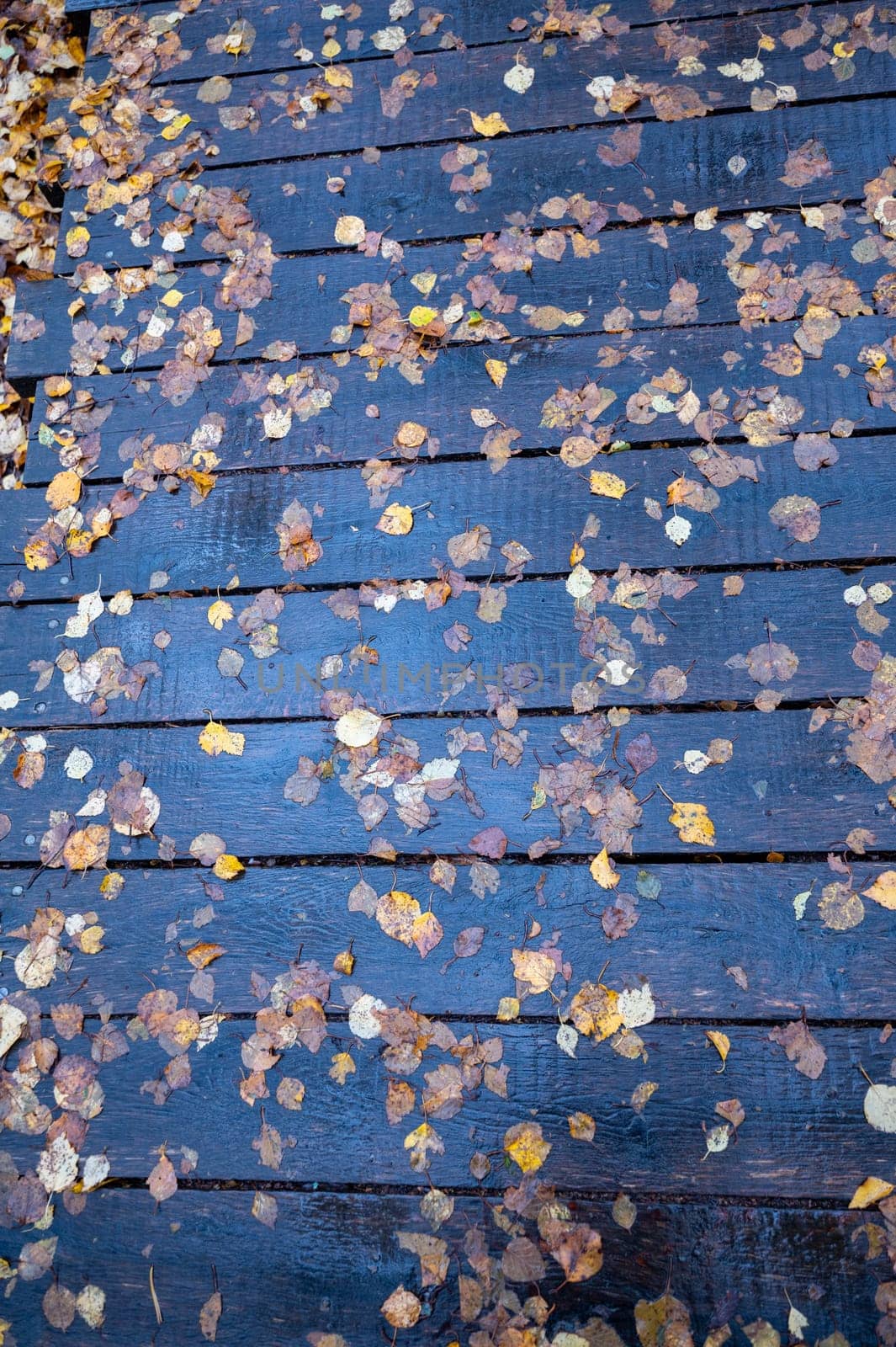 Many autumn leaves on a wet path made of wooden planks after a rain in autumn