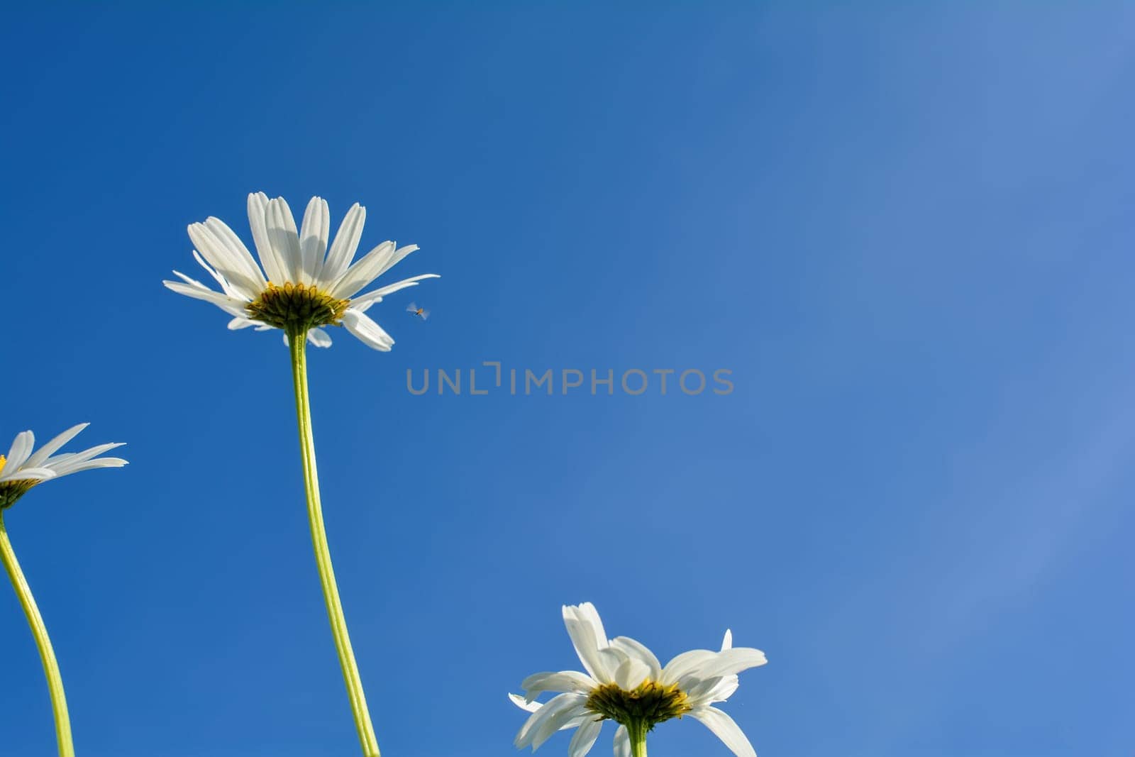 Marguerite from bottom to top with blue sky,Marguerite from bottom to top with blue sky