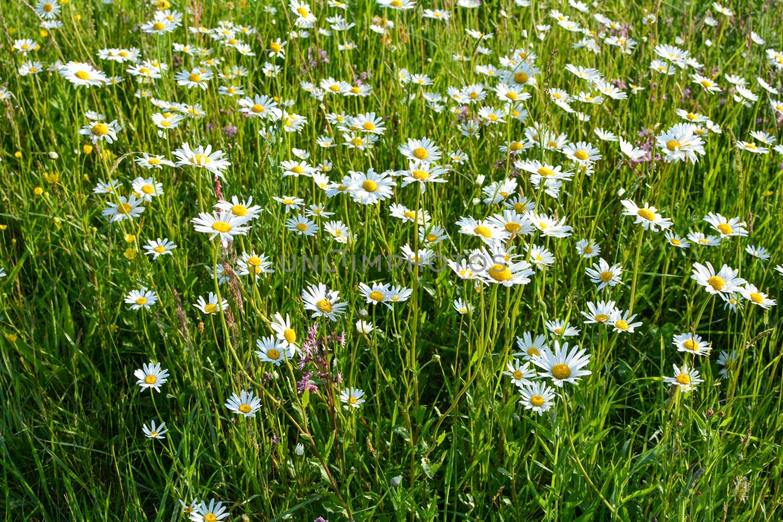 Many Marguerite on a meadow in green nature