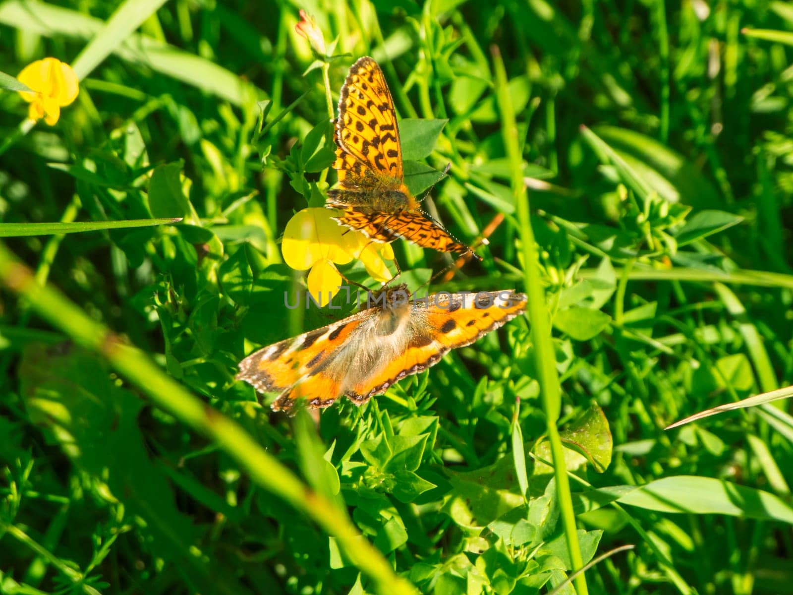 Two butterflies touching each other on a yellow flower. A small fox (Latin: Aglais urticae) and an eastern large fox (Latin: Nymphalis xanthomelas)