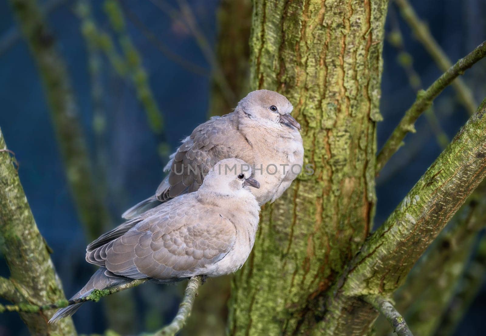 Closeup of a dove couple sitting on a tree