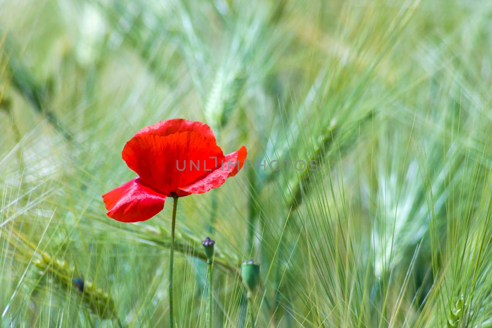 in the barley field - wild poppy flowers - soft focus