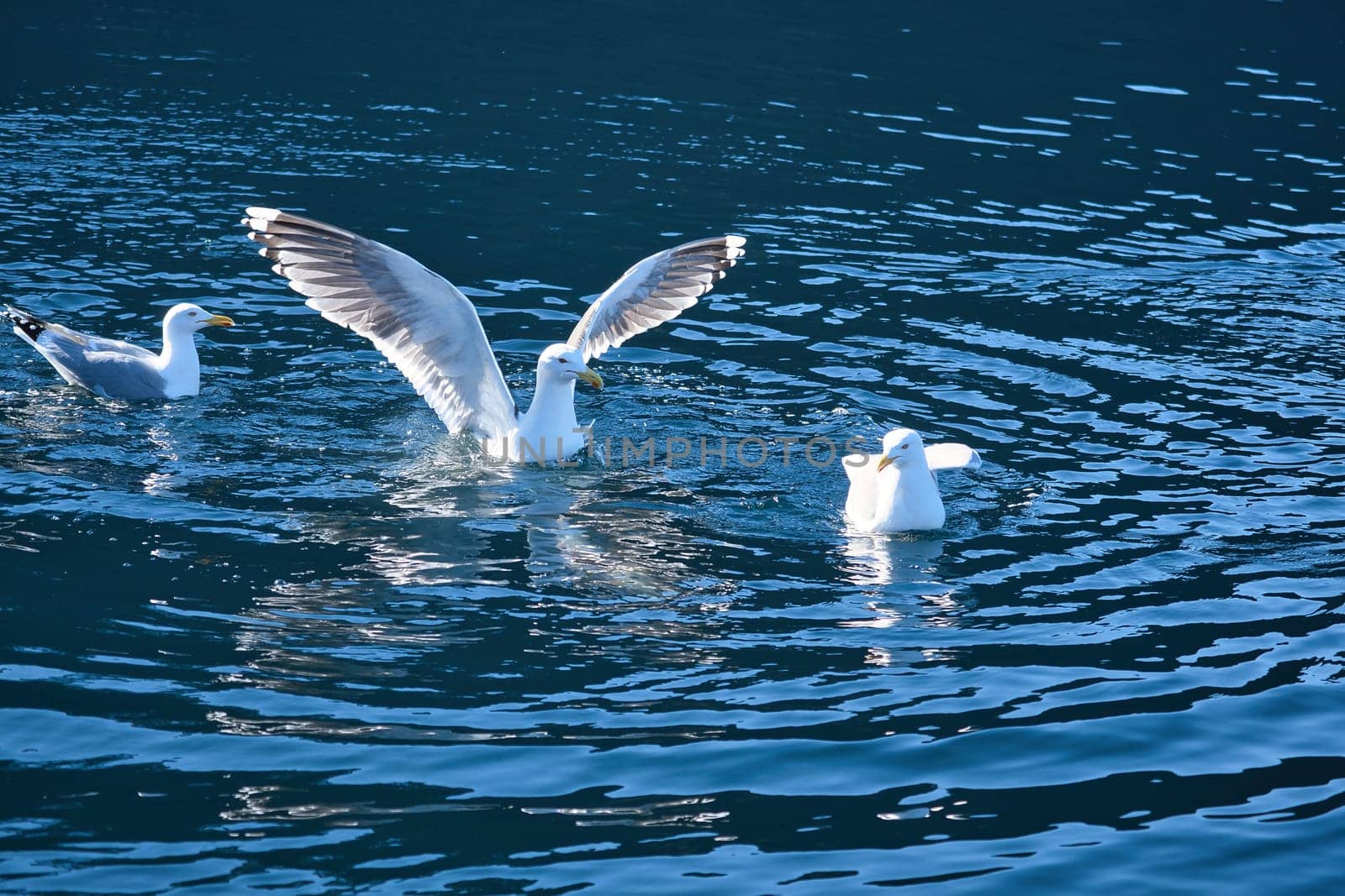 Seagulls in the water in a fjord in Norway. Daylight glistens in the sea. Animal photo from Scandinavia