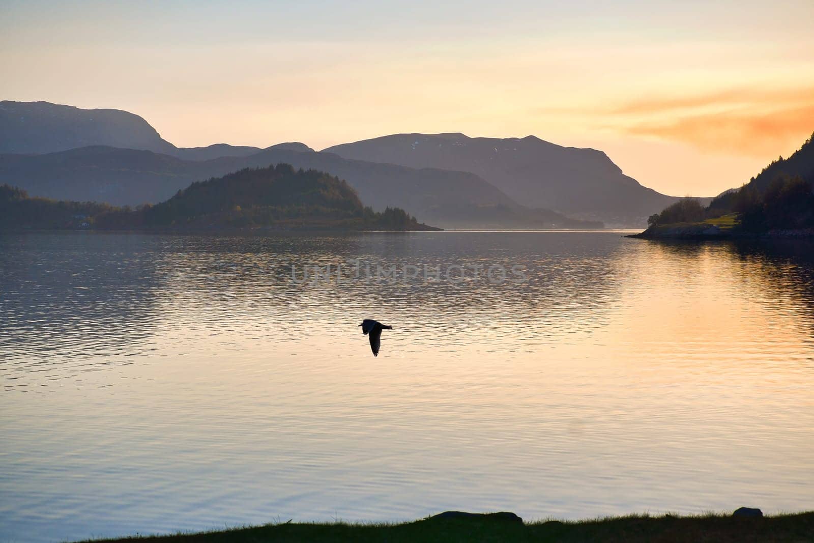 Fjord in Norway at Westcap. Seagull flies over the water before sunset. Mountains in the background. Landscape shot from Scandinavia