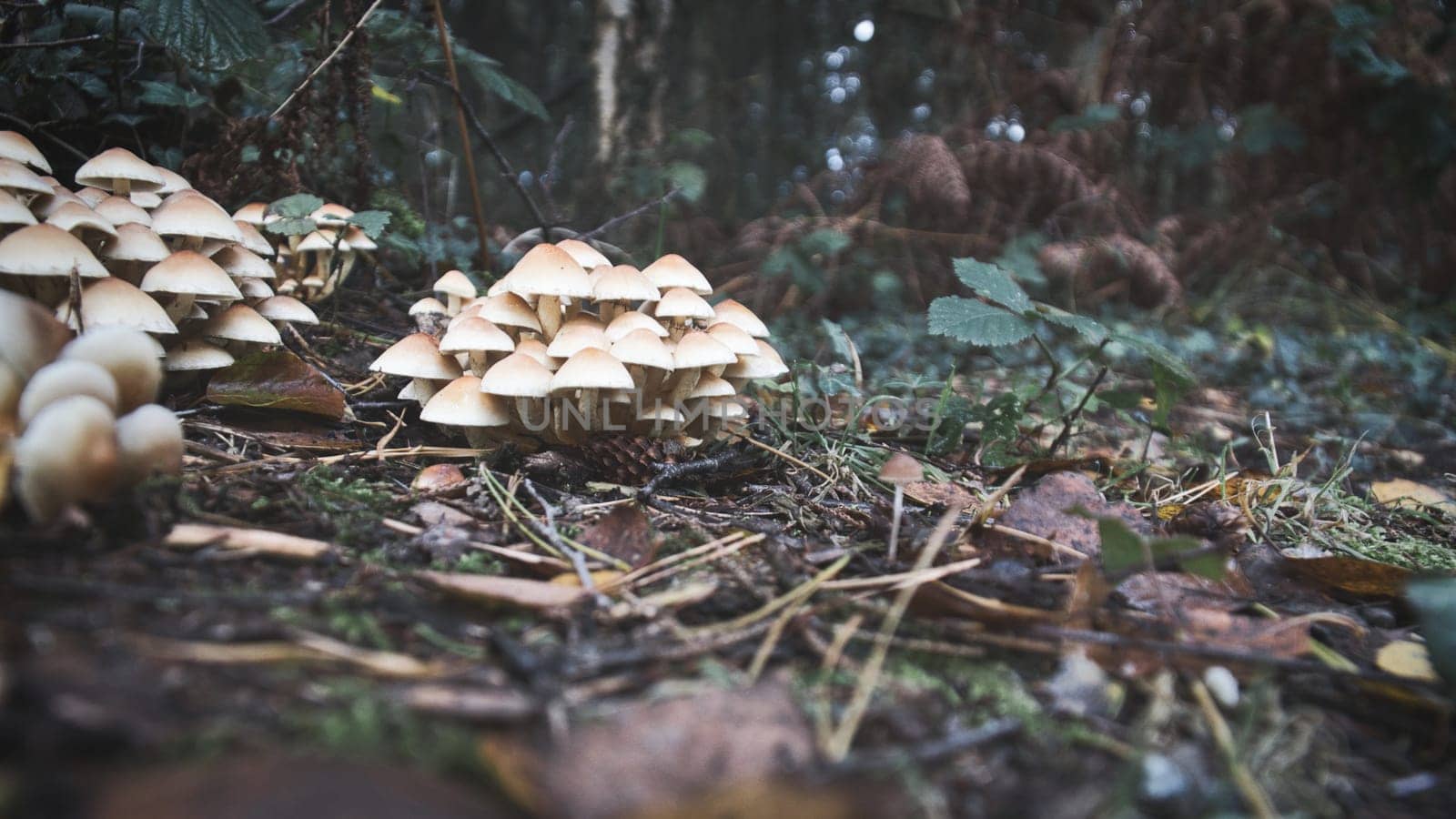 A group of mushrooms in the forest on the forest floor. Moss, pine needles on the ground. Autumn day looking for mushrooms. Macro shot from nature