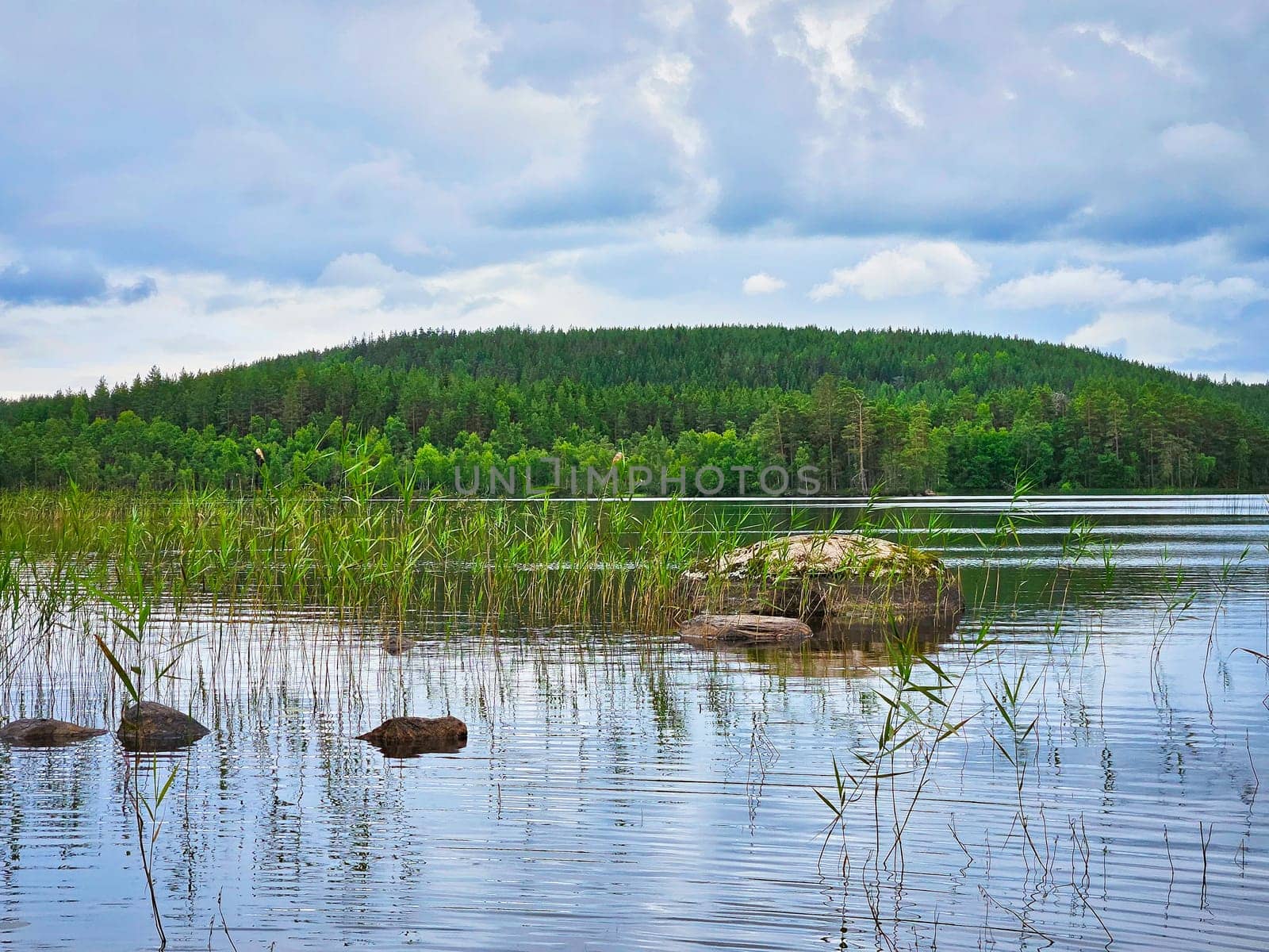 View of a lake in Smaland in Sweden. Blue water with light waves and reeds. Blue sky with veil clouds. Summer in nature in Scandinavia. Landscape photo