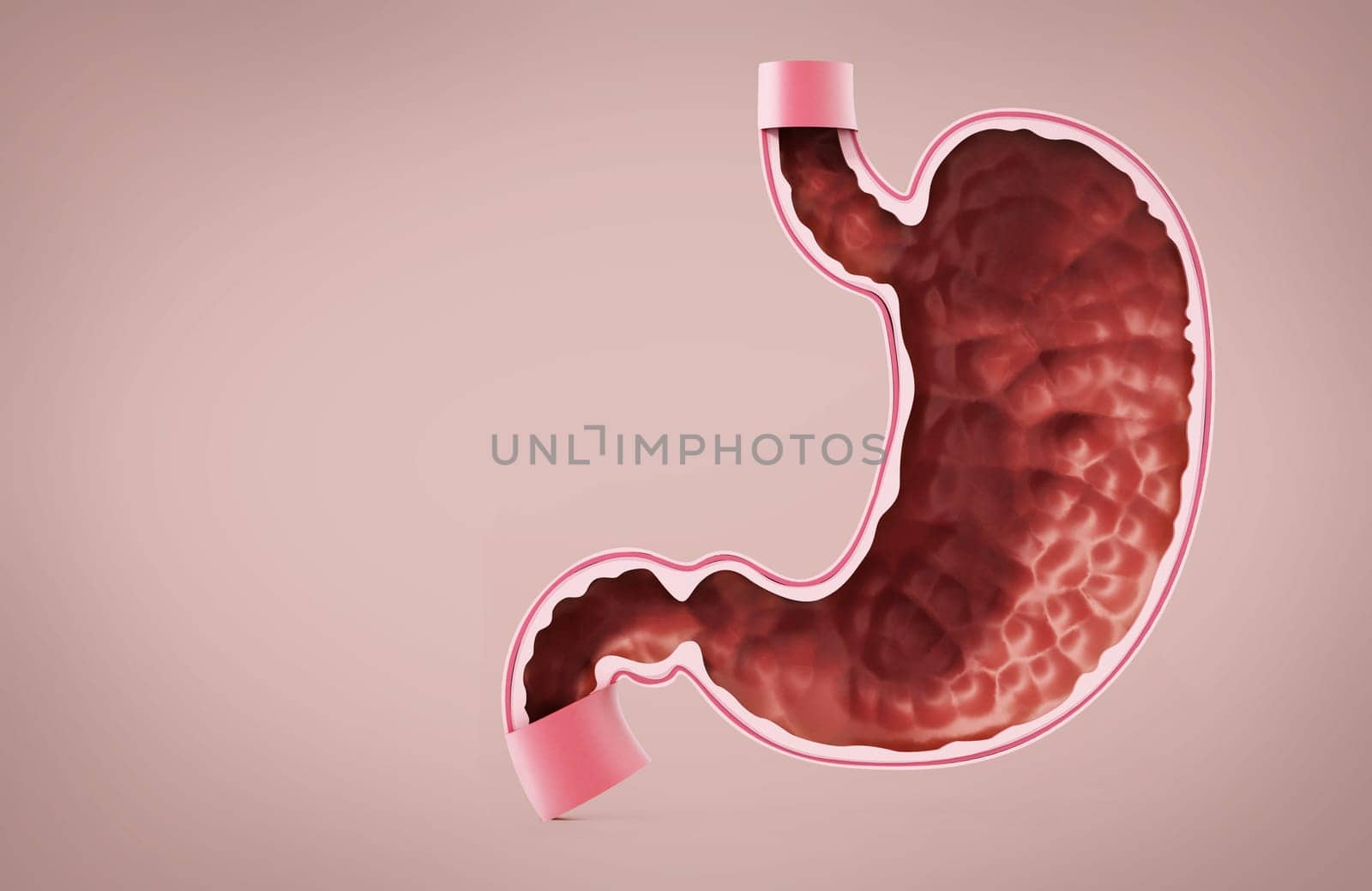 Human stomach illustration with detailed layers. 3D illustration.