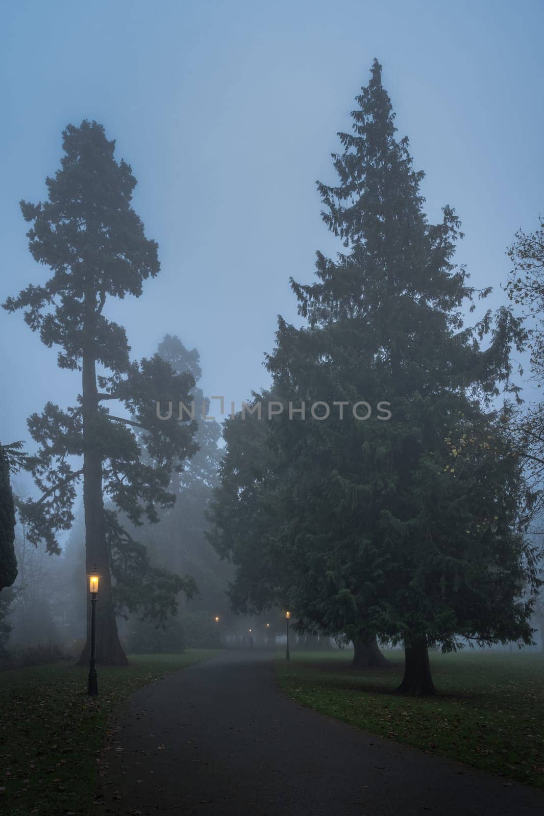 Blurred people in the fog, on road surrounded by trees and illuminated by vintage street lamps, Farmleigh Phoenix Park. Moody evening, Dublin, Ireland