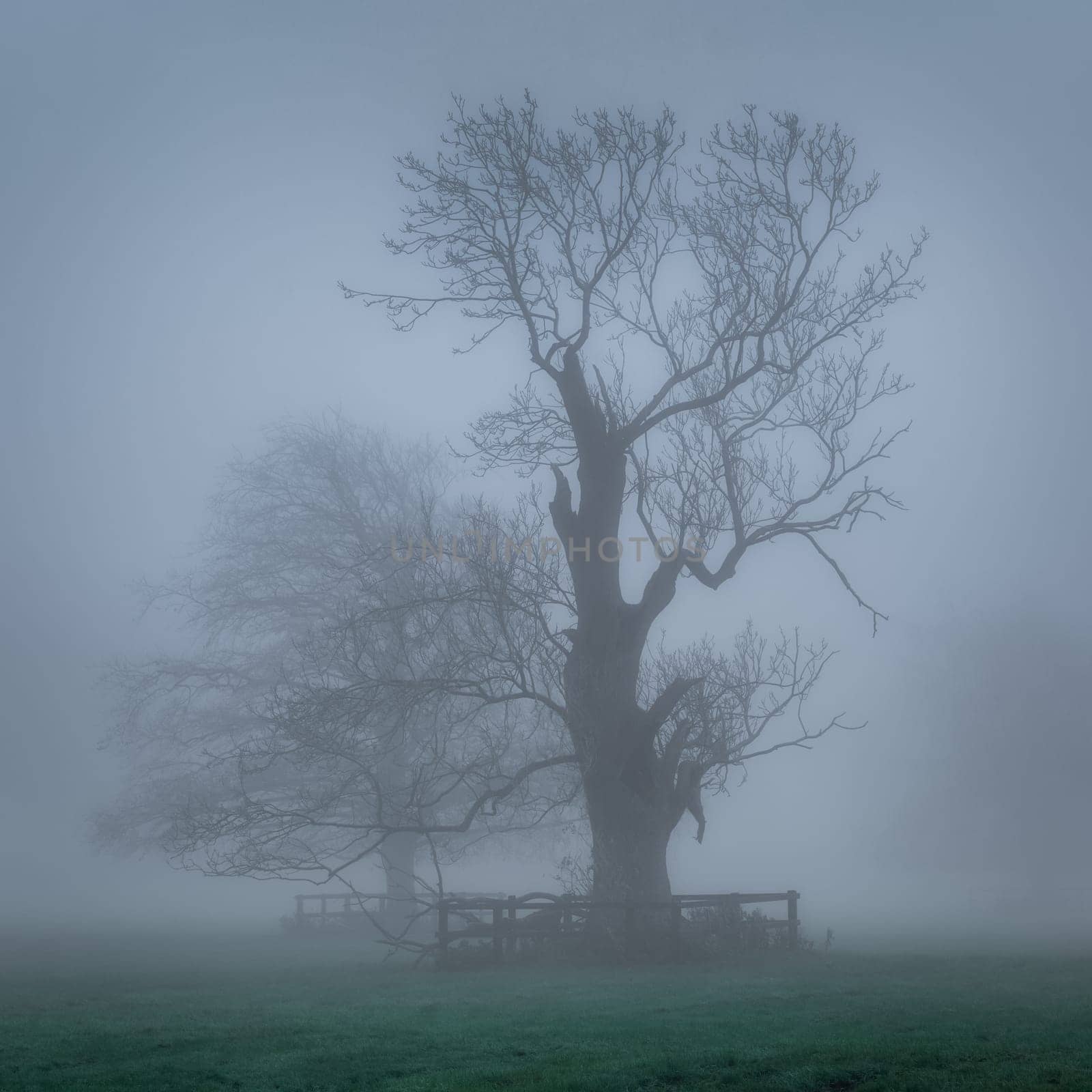 Silhouette of bare oak trees in thick fog in Farmleigh Phoenix Park, moody atmospheric evening, Dublin, Ireland