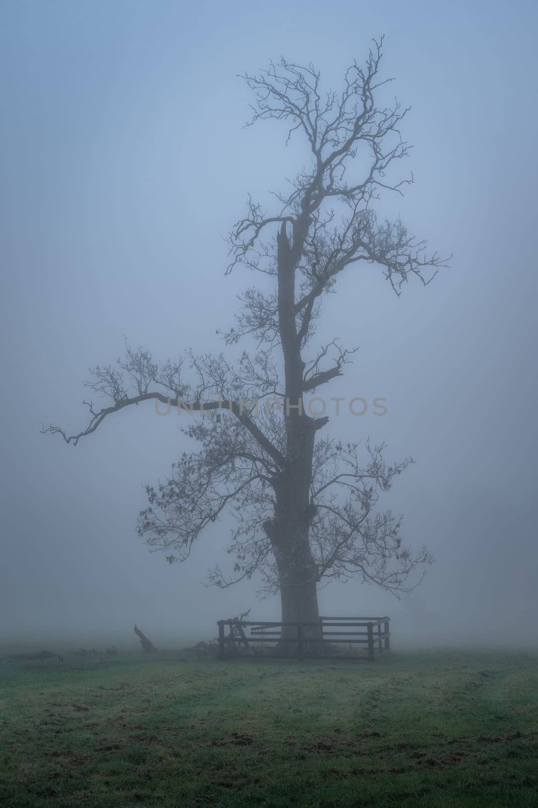 Silhouette of bare oak tree in thick fog in Farmleigh Phoenix Park, moody atmospheric evening, Dublin, Ireland