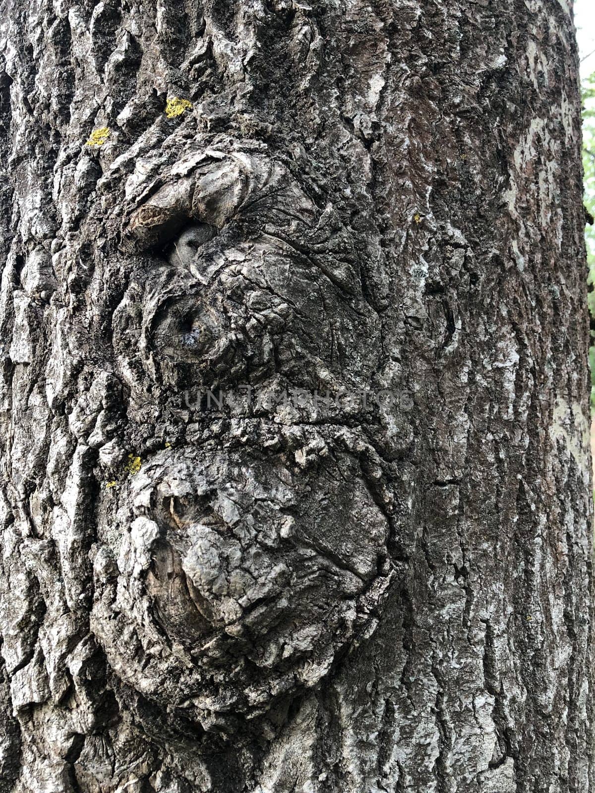 rough cracked bark, huge old tree abstract background