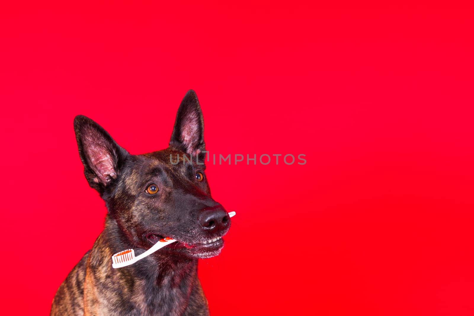 Dutch shepherd dog holding toothbrush in his teeth on a clean red yellow background
