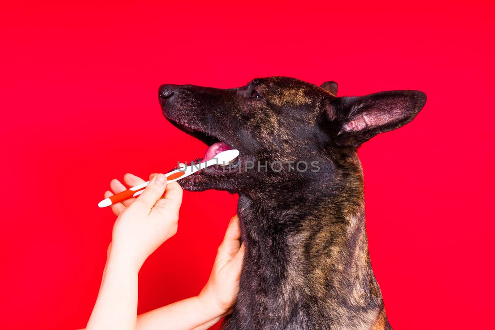 Dutch shepherd dog holding toothbrush in his teeth on a clean red yellow background