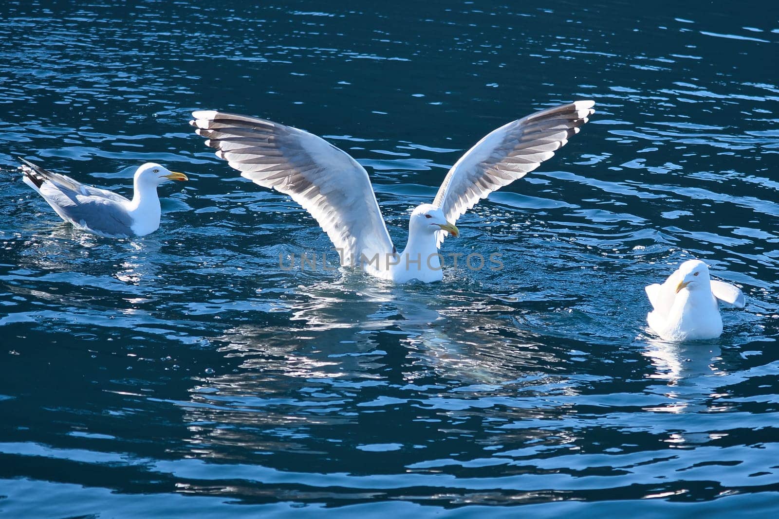 Seagulls in the water in a fjord in Norway. Daylight glistens in the sea. Animal photo from Scandinavia