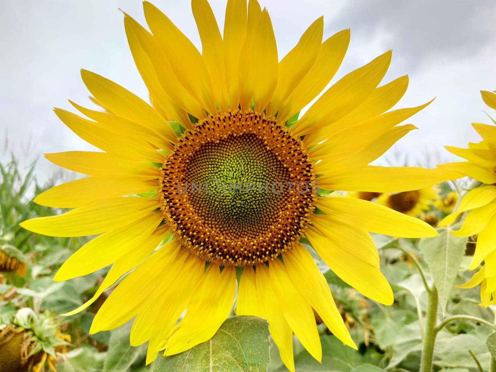 One yellow sunflower on a cloudy day in the foreground close-up.Texture or background