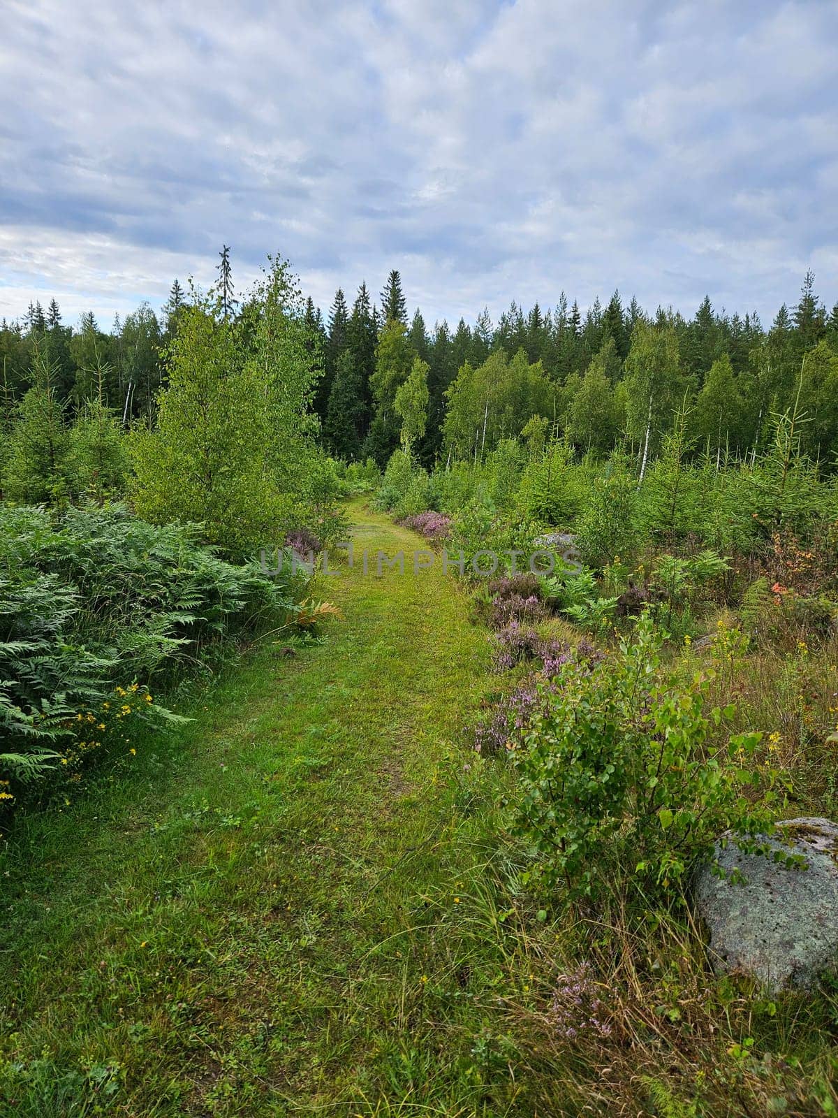Forest path overgrown with grass. Heather at the edge of the path. Trees and forest along the path. Landscape from Sweden