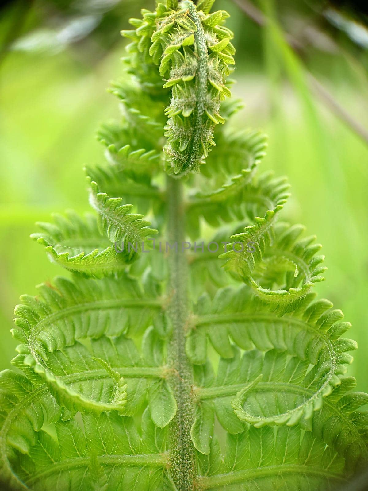 Background image of a twisted young developing leaf of a green fern