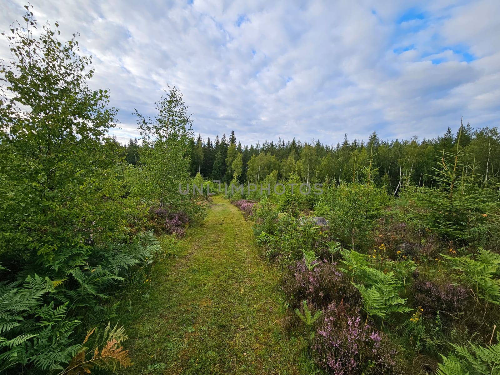 Forest path overgrown with grass. Heather at the edge of the path. Trees and forest along the path. Landscape from Sweden