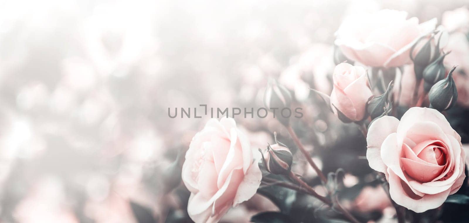 Fine art image of beautiful pastel roses in garden. Valentine and bridal vintage card design. Light floral background.