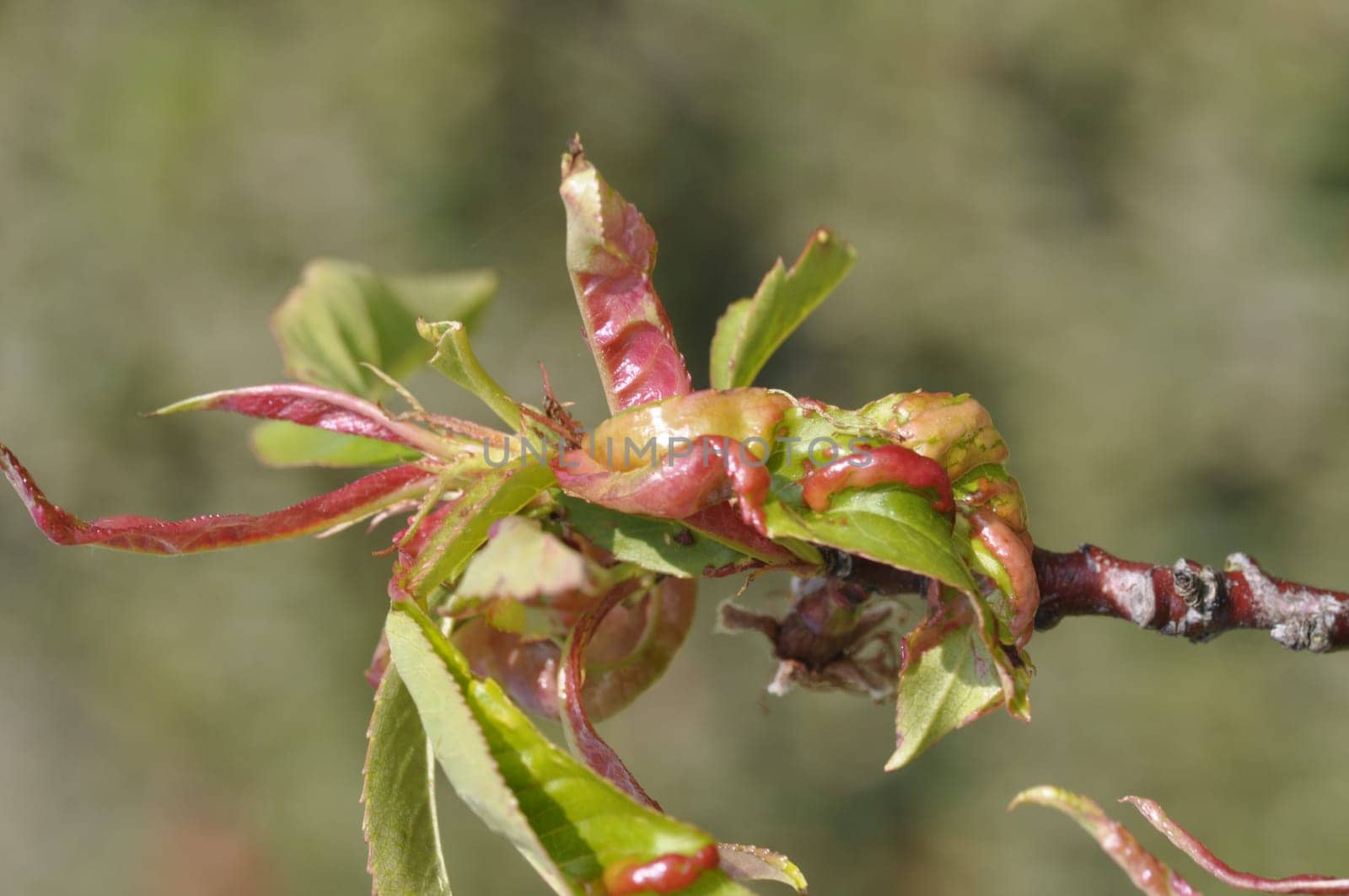 Peach leaf sick with blister