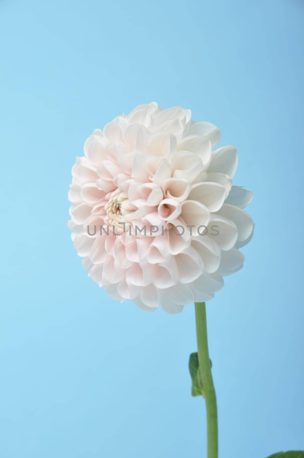 Dahlia pompom on blue background