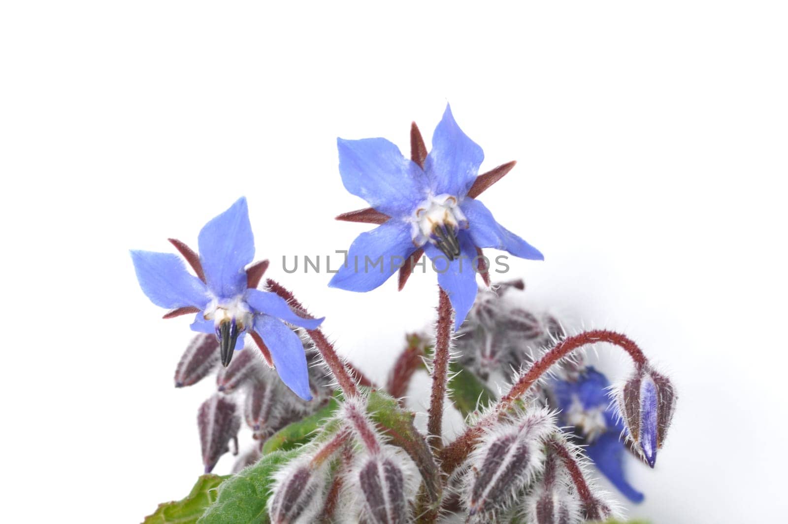 borage on a white background